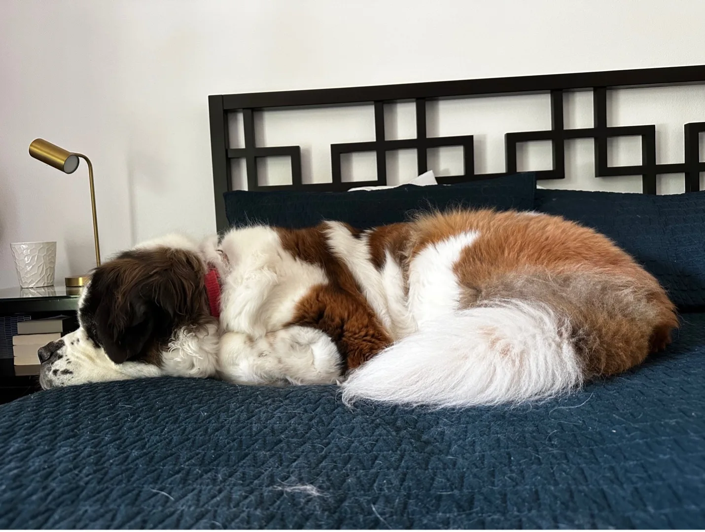 Saint Bernard dog curled up asleep on a navy bedspread beside a brass lamp.