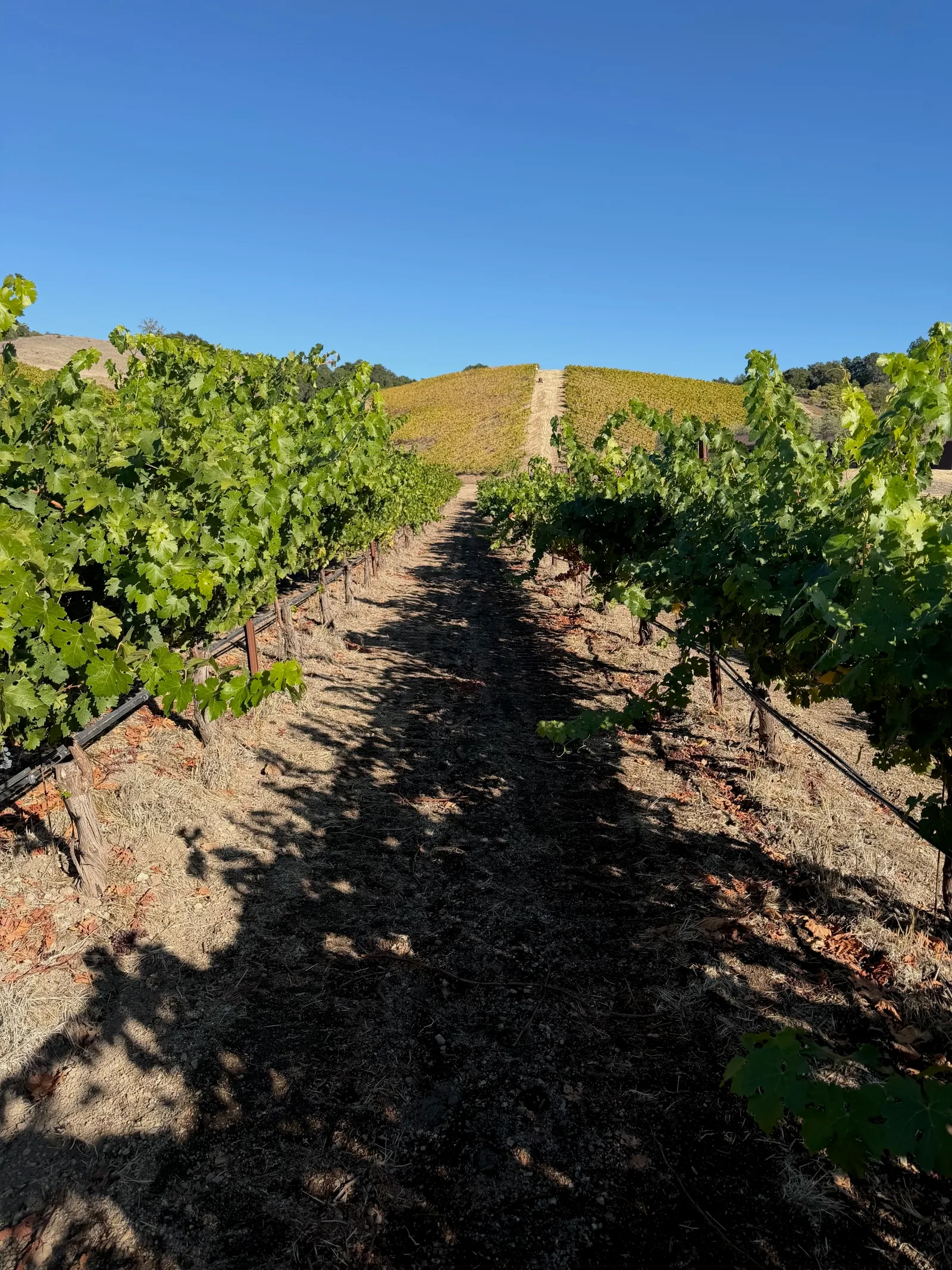 A shaded dirt path runs between two rows of green grapevines toward a sunlit hillside of yellowing vines under a clear blue sky in Paso Robles.
