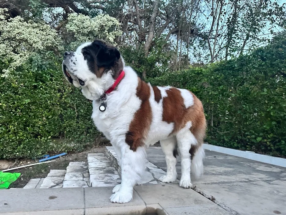 Brown and white Saint Bernard dog standing on a patio in front of a hedge