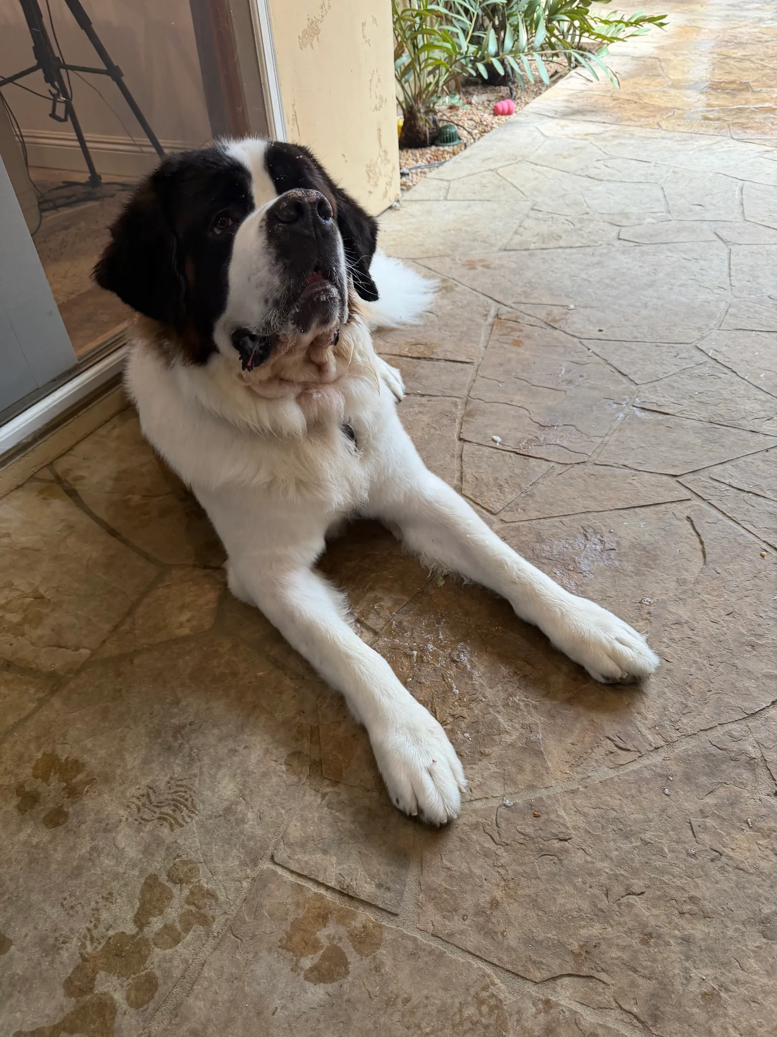 Magnus lies on the patio beside the glass door, front legs stretched out, looking up toward the camera.