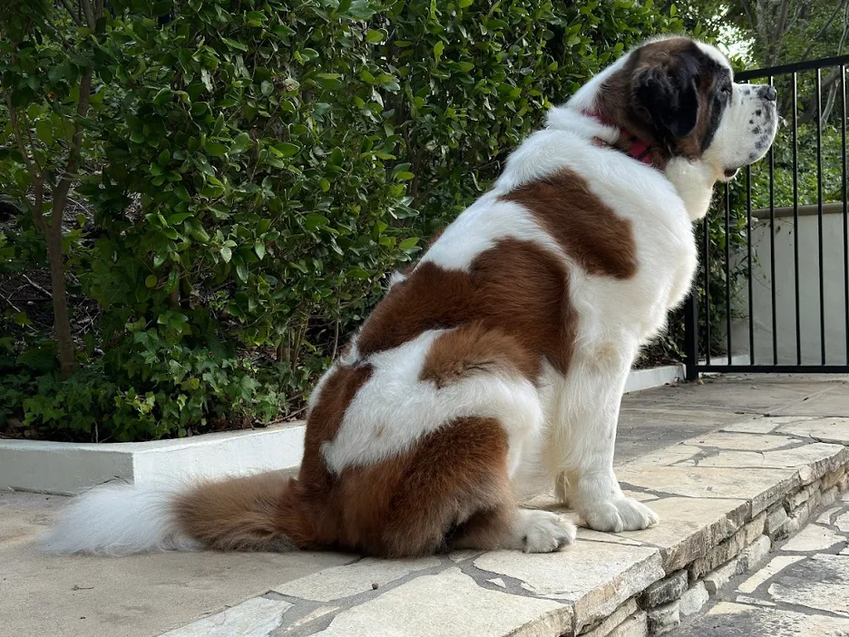 Adult brown and white Saint Bernard sitting on a stone patio facing away from the camera