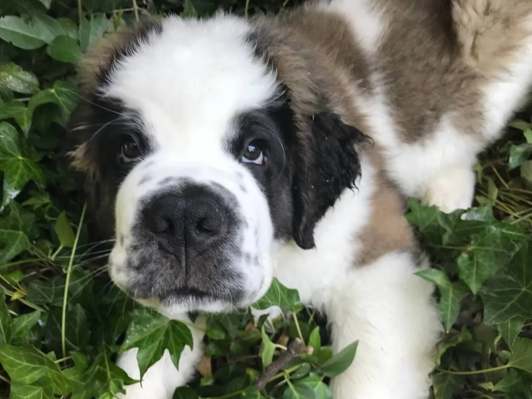 Close-up of a Saint Bernard puppy lying in ivy and grass looking up at the camera.