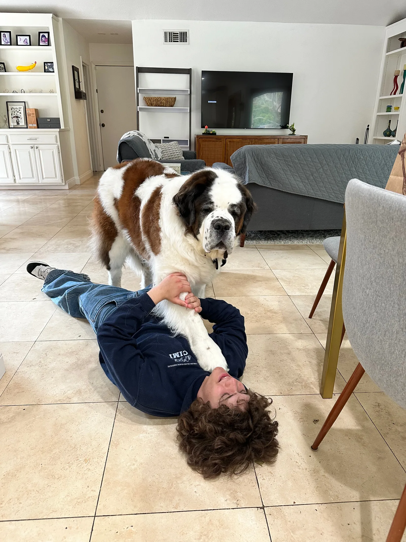 A boy lies on a tile floor playing with a Saint Bernard standing over him in a living room.