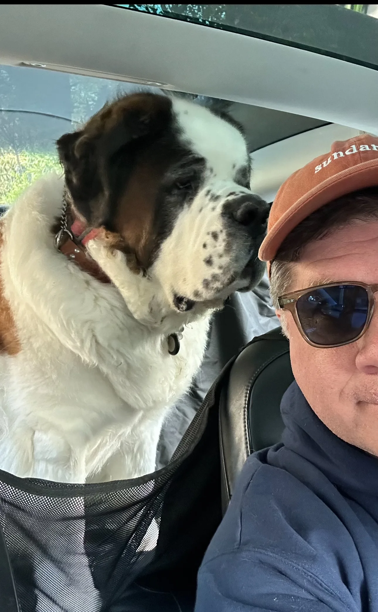 A man in a cap and sunglasses takes a car selfie with a Saint Bernard in the back seat.