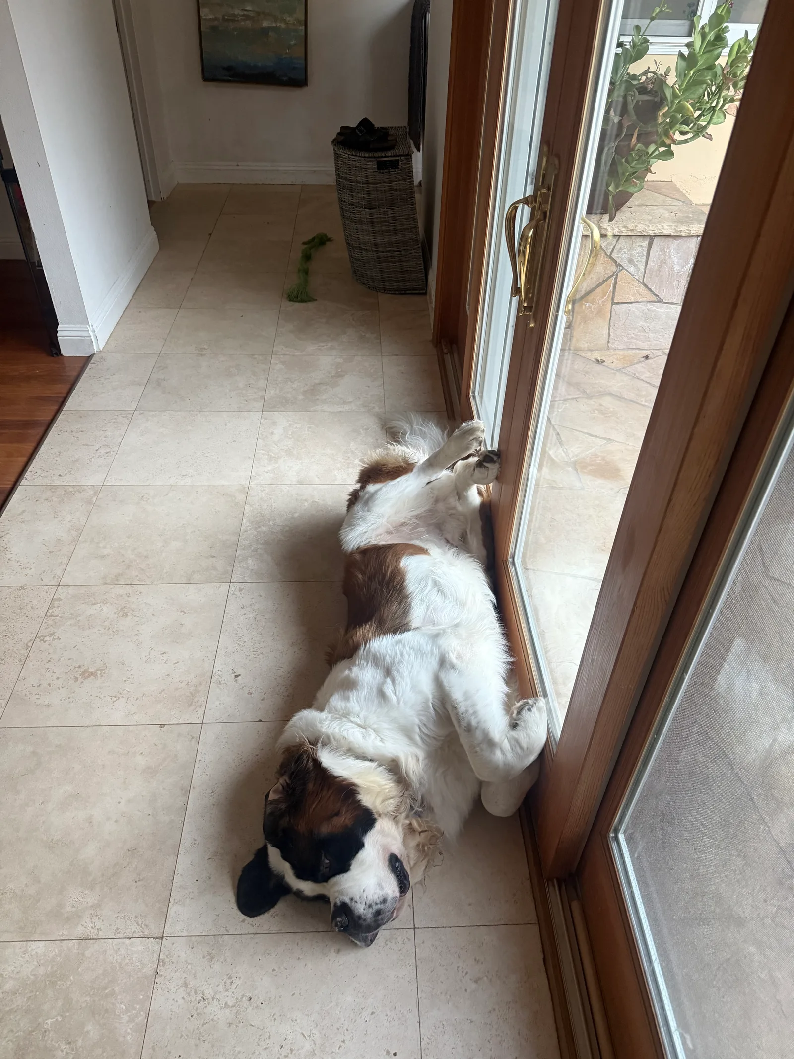 Magnus asleep on his back on a tiled floor beside a glass patio door, paws in the air and pressed against the door frame.