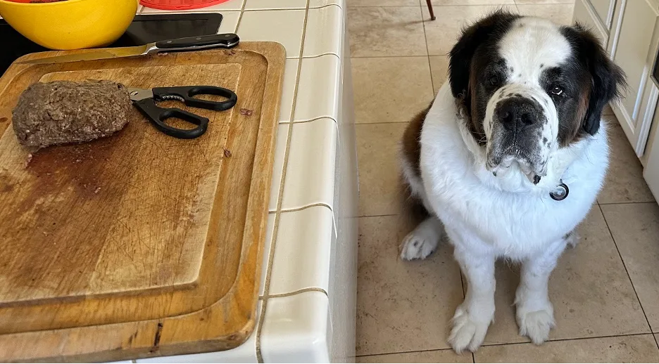 Cutting board with a piece of cooked meat and scissors beside a seated St. Bernard dog in a kitchen