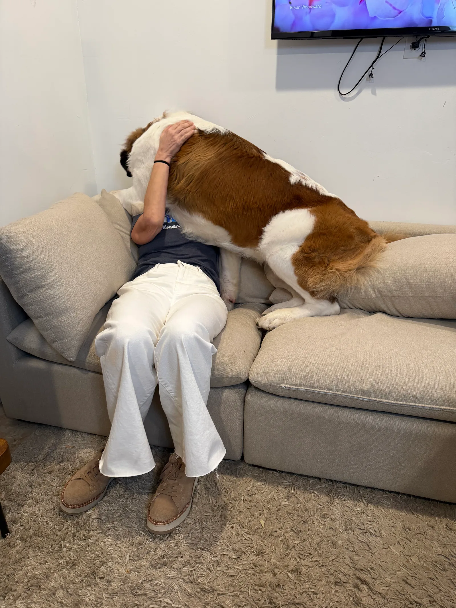 Large Saint Bernard dog climbing onto a seated person on a beige sectional couch.