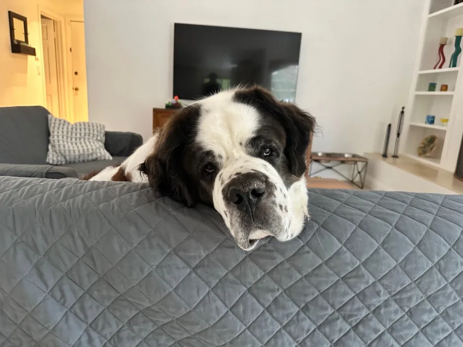 Saint Bernard dog resting its head on a gray sofa back in a living room