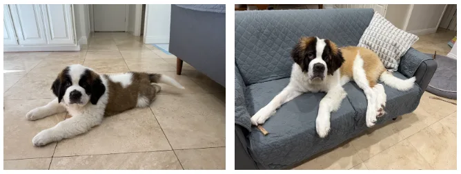 Two photos of a Saint Bernard puppy, one lying on tile flooring and one resting on a gray sofa.