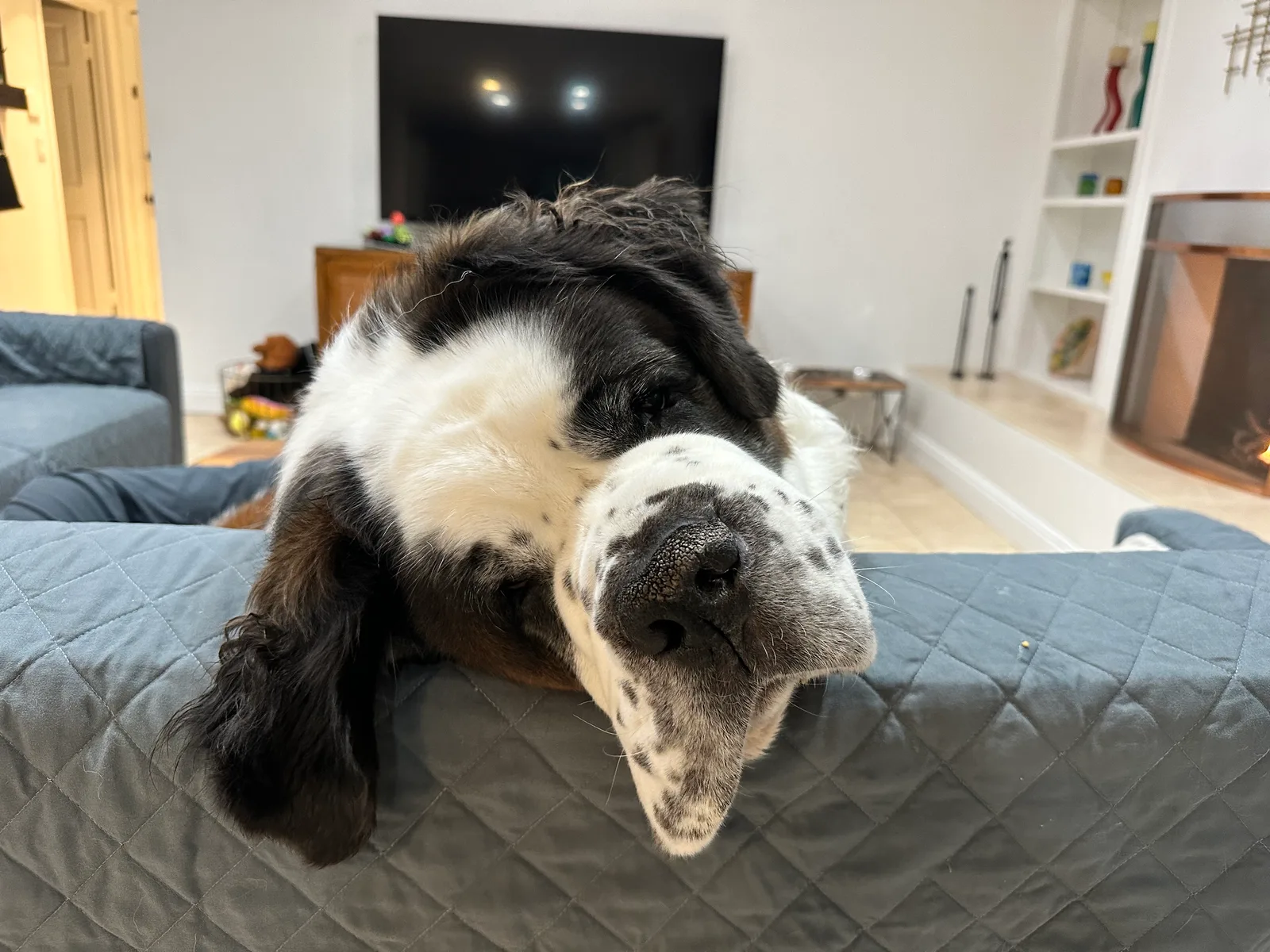 Black and white dog resting its head on a couch arm in a living room