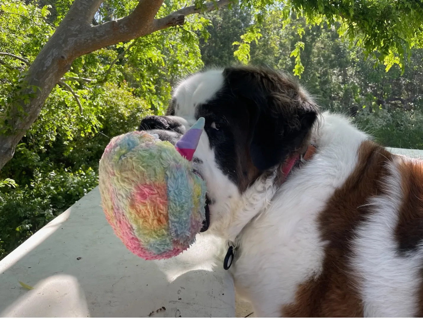 St. Bernard dog outdoors holding a rainbow plush toy in its mouth