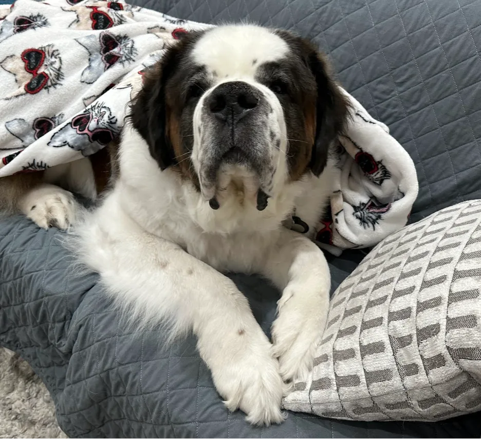 Large Saint Bernard dog lying on a gray couch wrapped in a patterned blanket