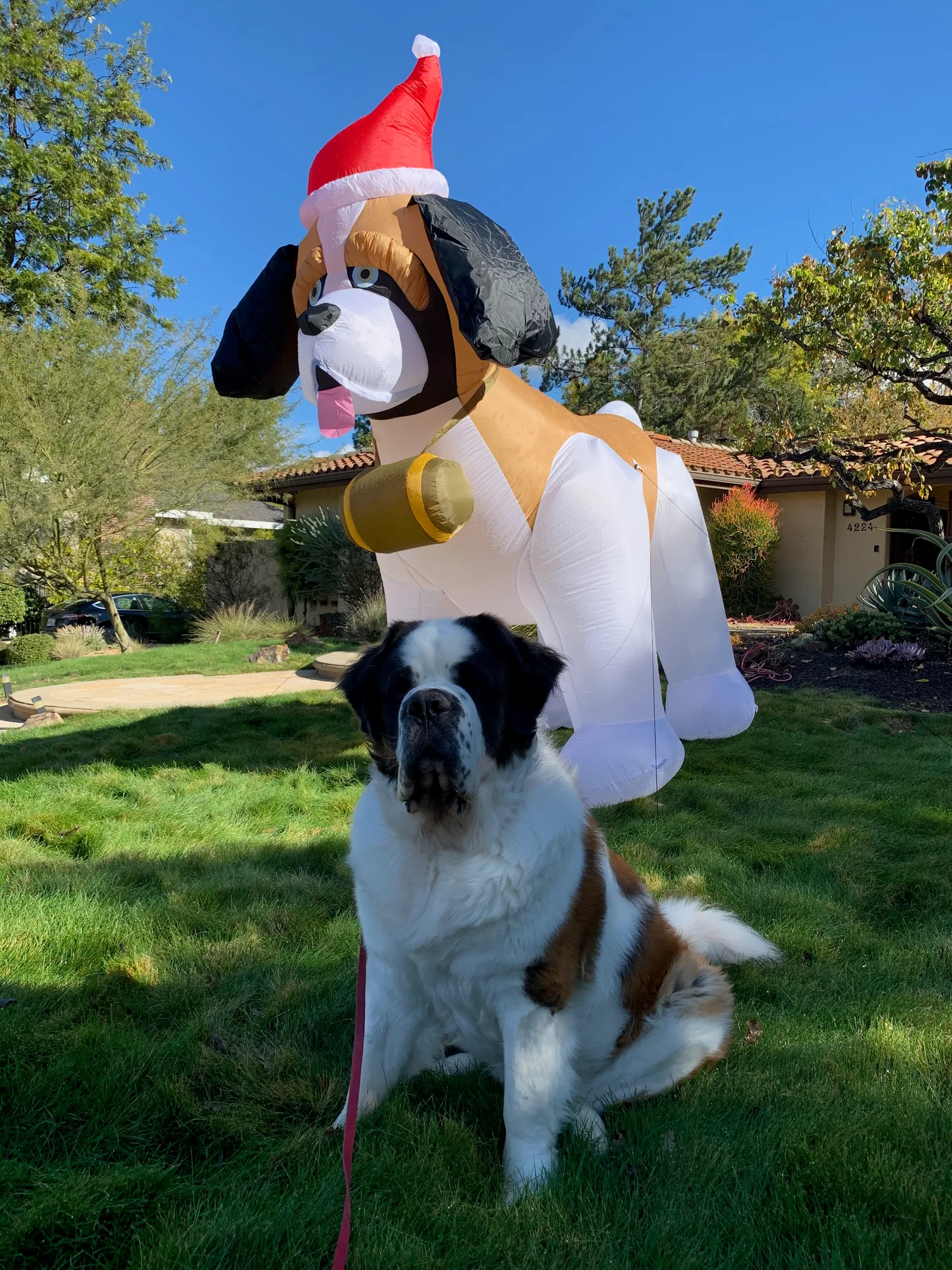 A Saint Bernard sits on a lawn beside an inflatable Santa-hatted dog yard decoration.