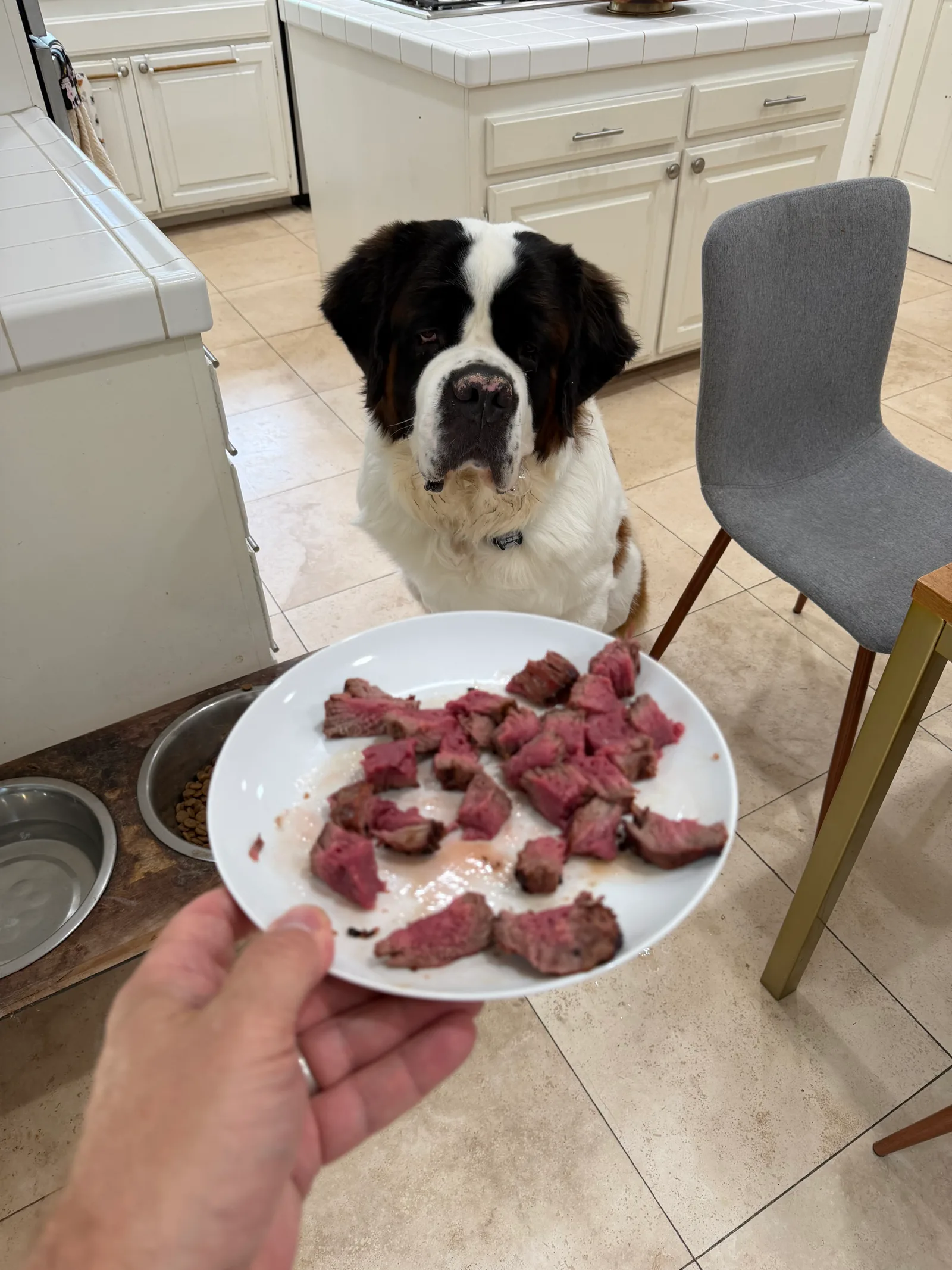 Magnus sits on a kitchen floor beside his food bowls, watching a plate of sliced medium-rare filet mignon that Steve is holding in the foreground.