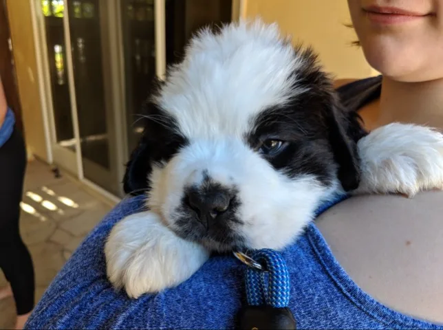 Black and white Saint Bernard puppy resting its head on a person's shoulder