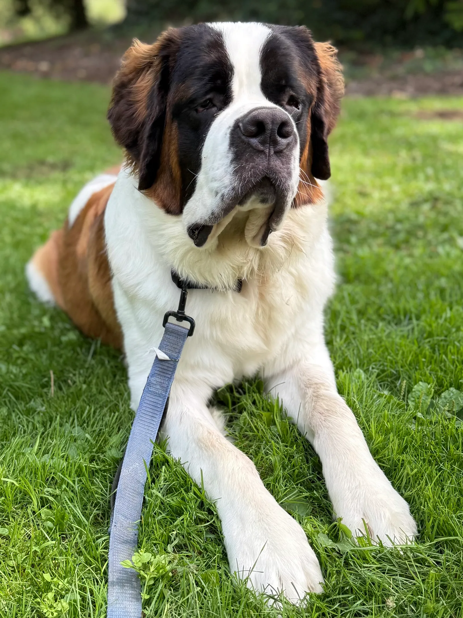 Saint Bernard dog lying on grass wearing a gray leash and looking to the side.