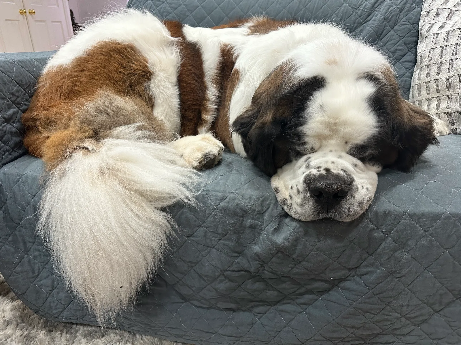 A Saint Bernard sleeps curled up on a gray couch cover.