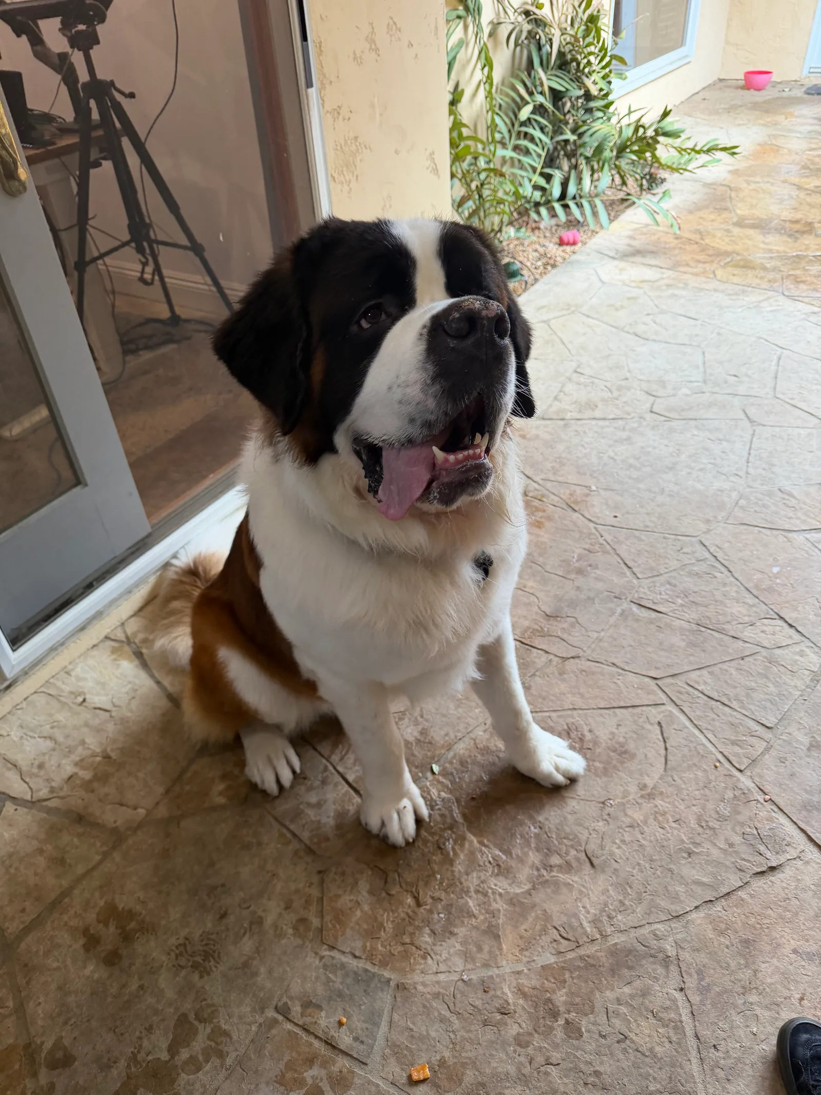 Magnus, freshly bathed, sits on the stone patio outside the office door, his white coat fluffy and his tongue out.