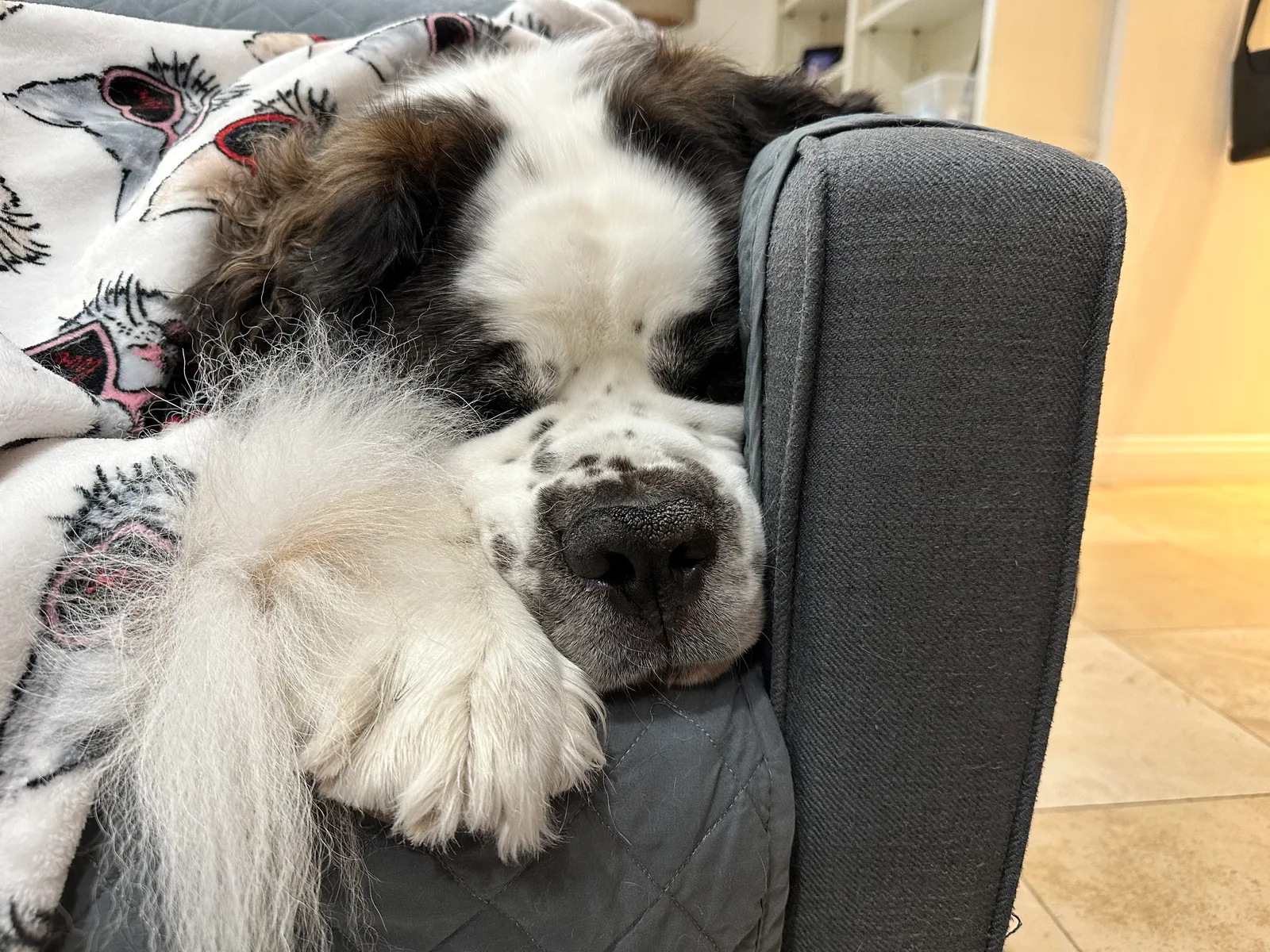 Saint Bernard dog sleeping with its head and paw resting on a gray couch arm
