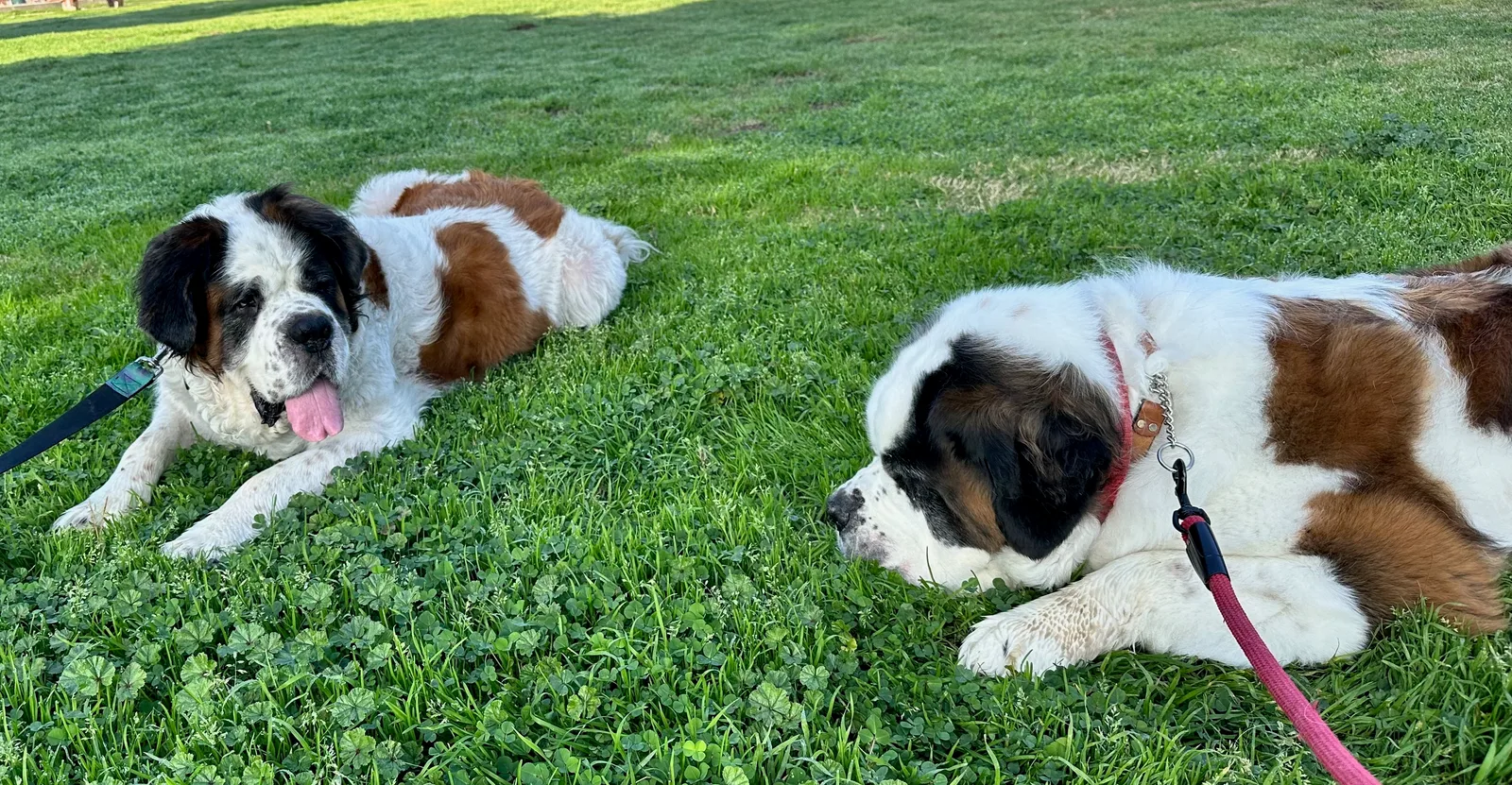 Two Saint Bernard dogs lying on green grass, one with a red leash