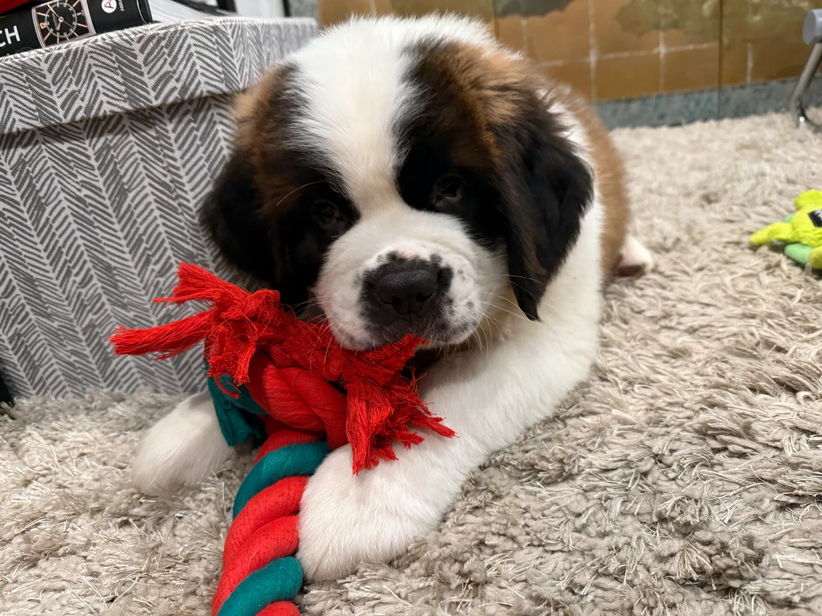 Saint Bernard puppy lying on a rug chewing a red and green rope toy.