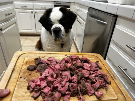 Saint Bernard dog in a kitchen looking at a cutting board piled with cooked meat pieces.
