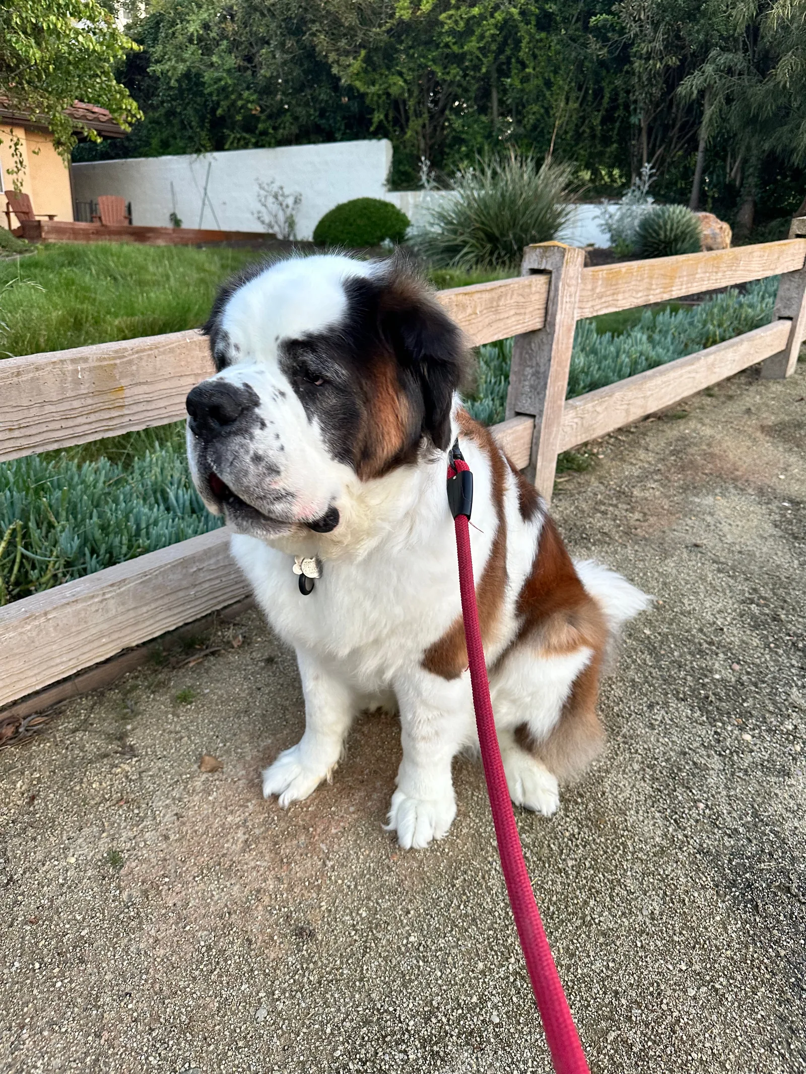 A Saint Bernard on a red leash sits on a path beside a wooden fence and garden.