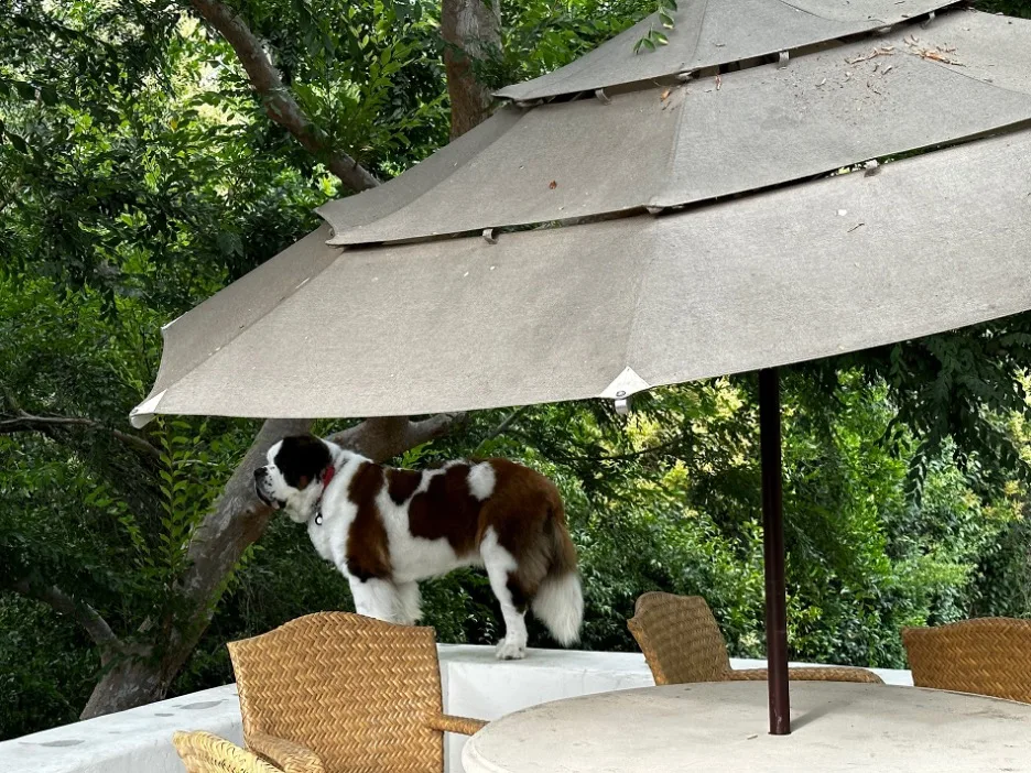 Saint Bernard dog standing under a large patio umbrella surrounded by trees