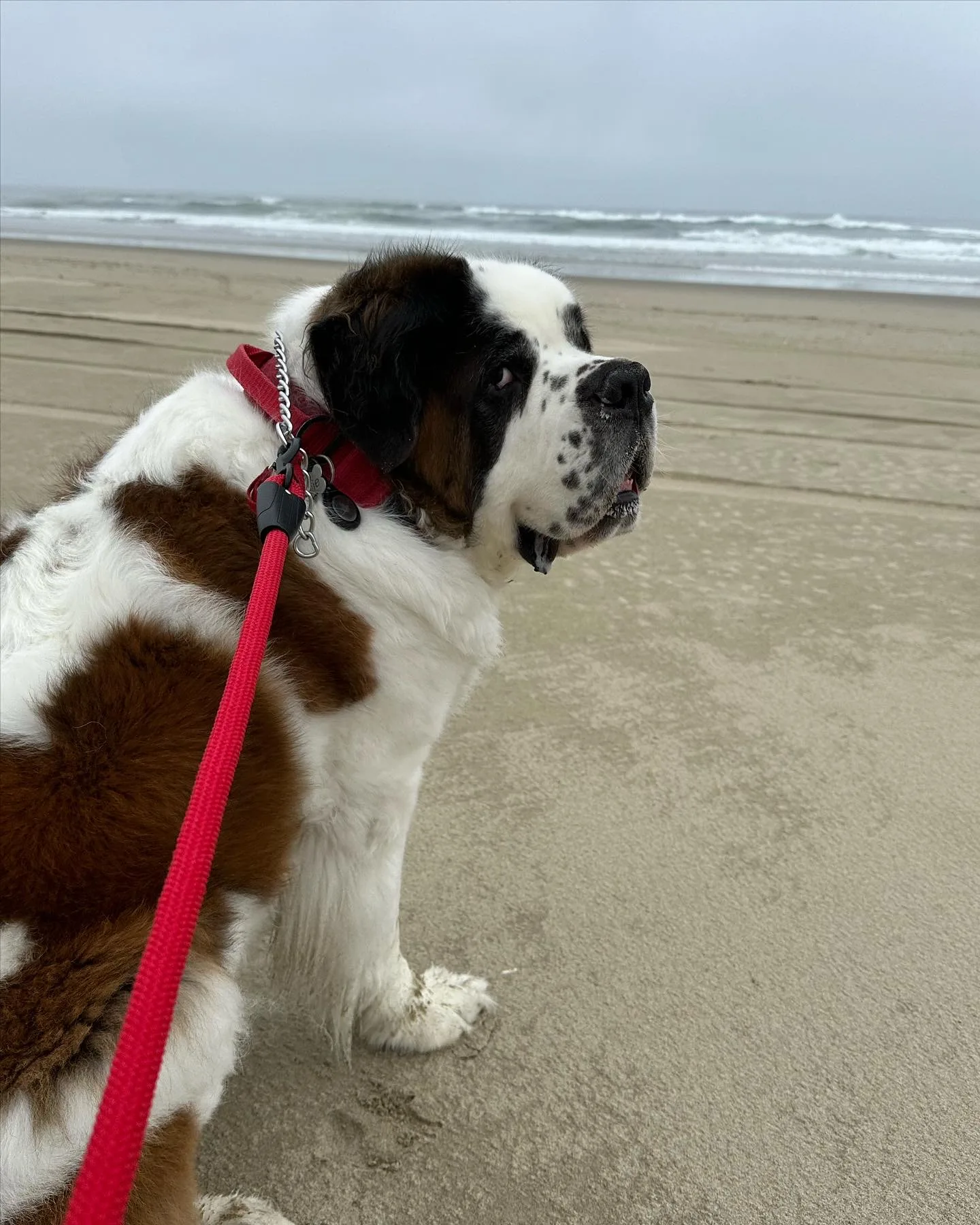 Saint Bernard on a red leash standing on a beach with the ocean behind.