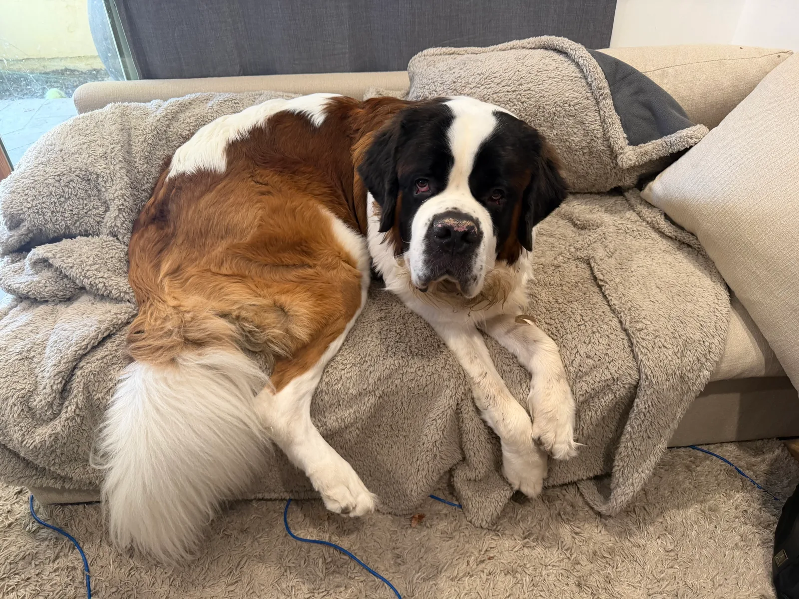 Magnus, a large Saint Bernard, lies curled on a couch covered in a gray fleece blanket, his head up and paws hanging over the edge as he looks at the camera.