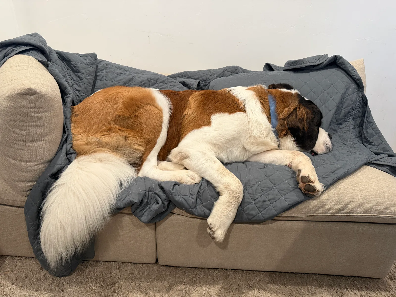 Saint Bernard dog sleeping curled up on a gray blanket draped over a couch.