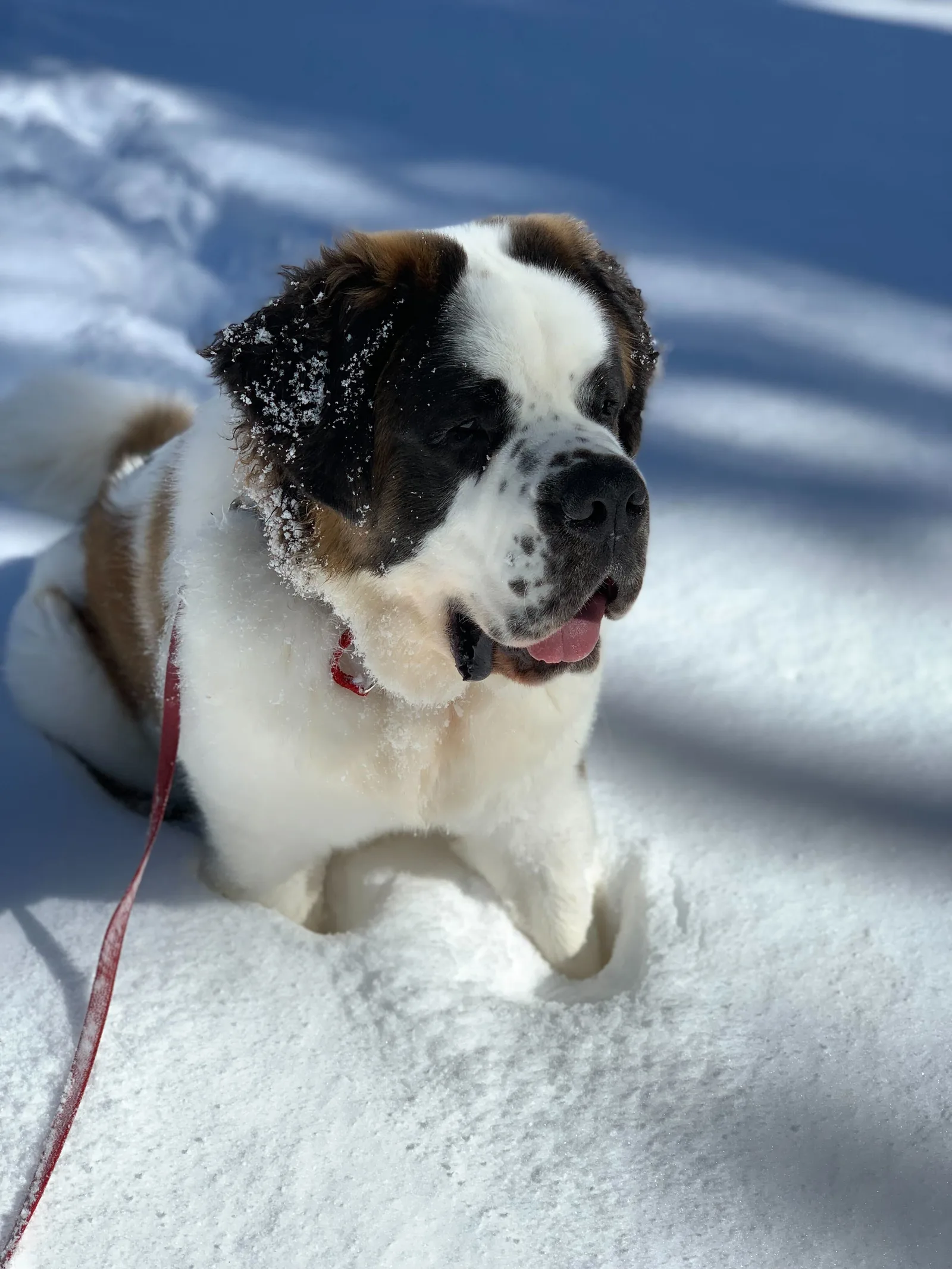 Saint Bernard dog on a red leash sitting in deep snow in bright sunlight