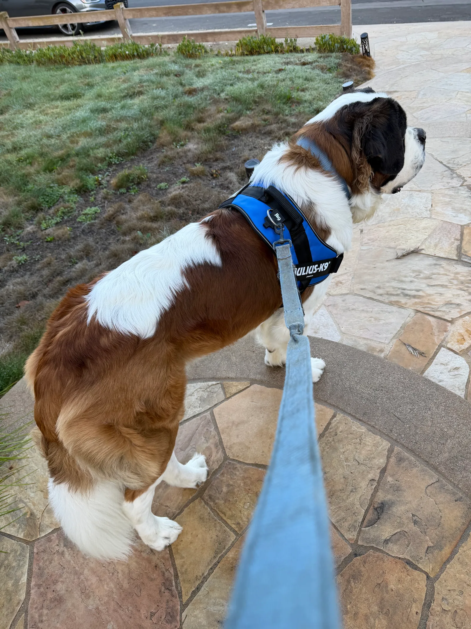 Magnus, a Saint Bernard, stands on stone steps wearing his new blue harness with his leash attached.