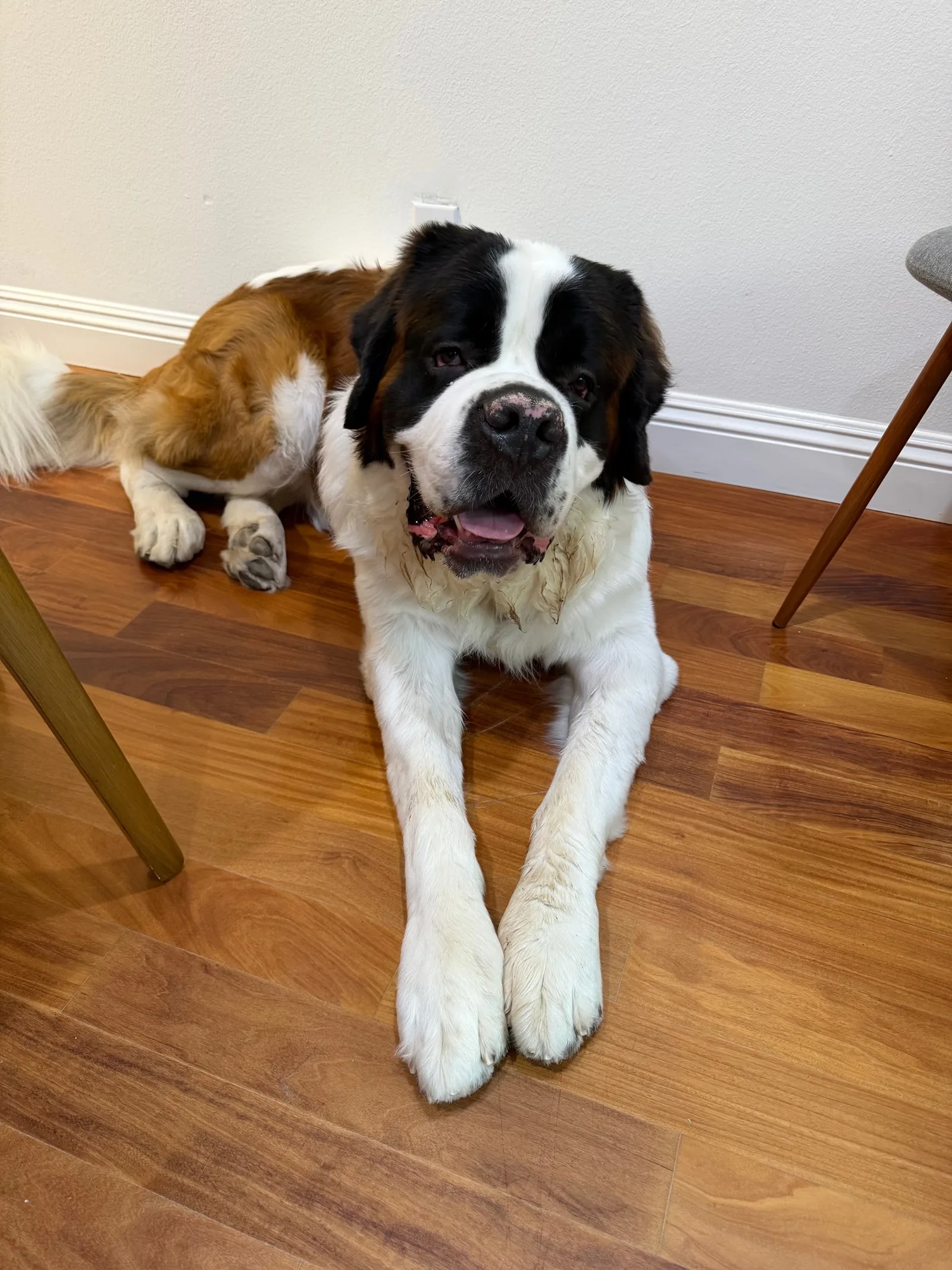 Magnus, a Saint Bernard, lies on a hardwood floor with his front paws stretched out and tongue out, looking up at the camera while waiting to go for a walk.