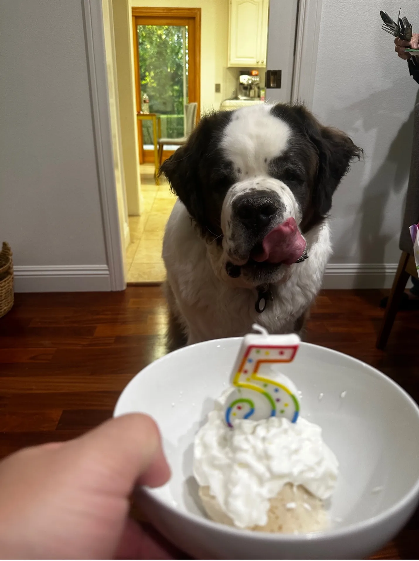 Large St. Bernard dog licking its nose behind a bowl with a number 5 birthday candle