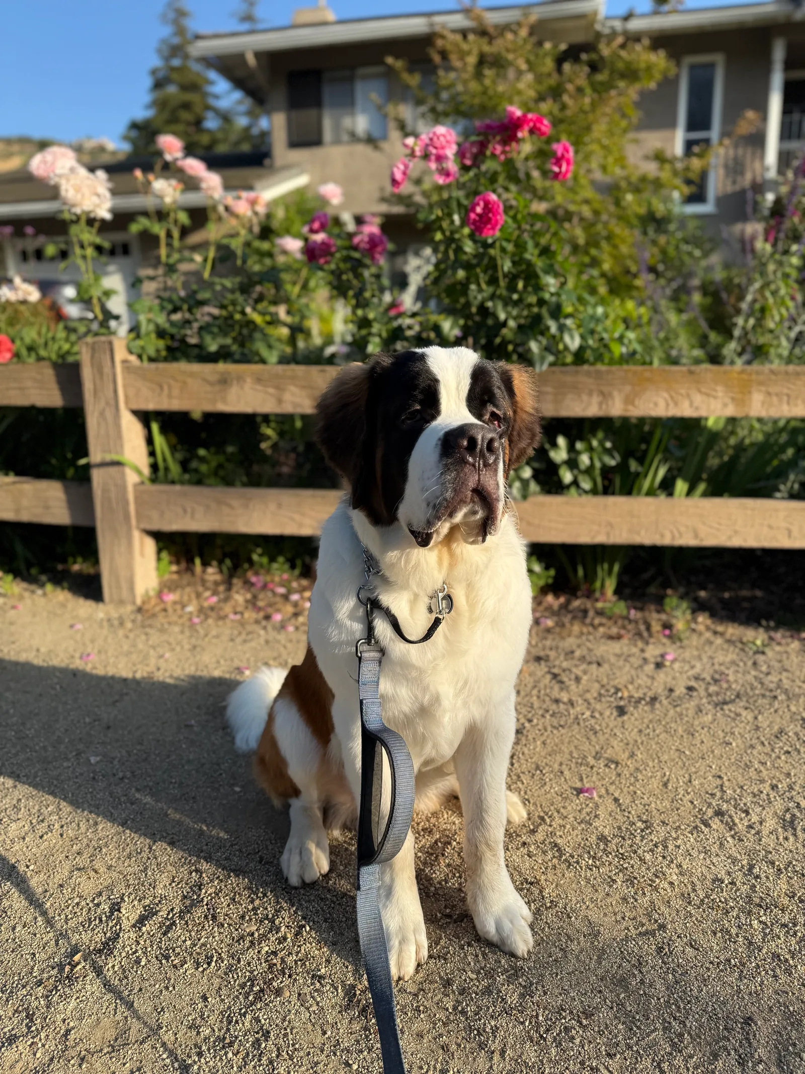 Brown and white Saint Bernard dog on a leash sitting on a dirt path before a wooden fence and pink roses.