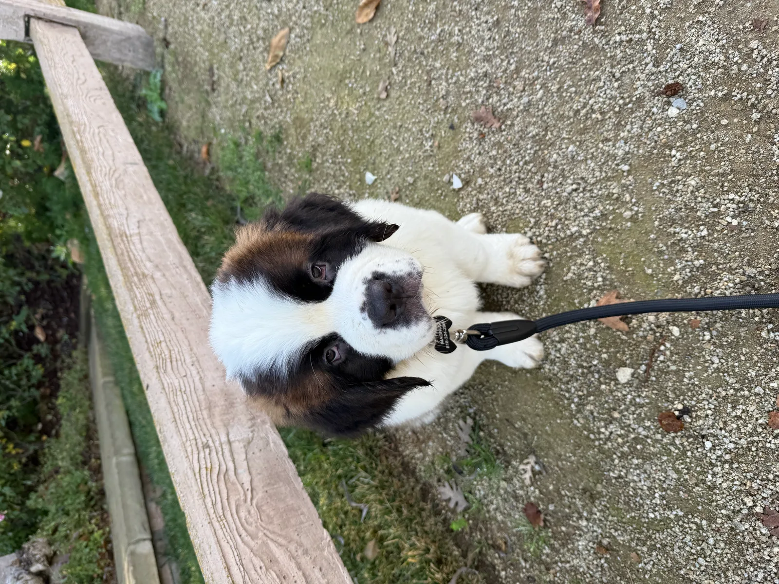 Saint Bernard puppy on a leash sitting on a concrete path and looking up at the camera.