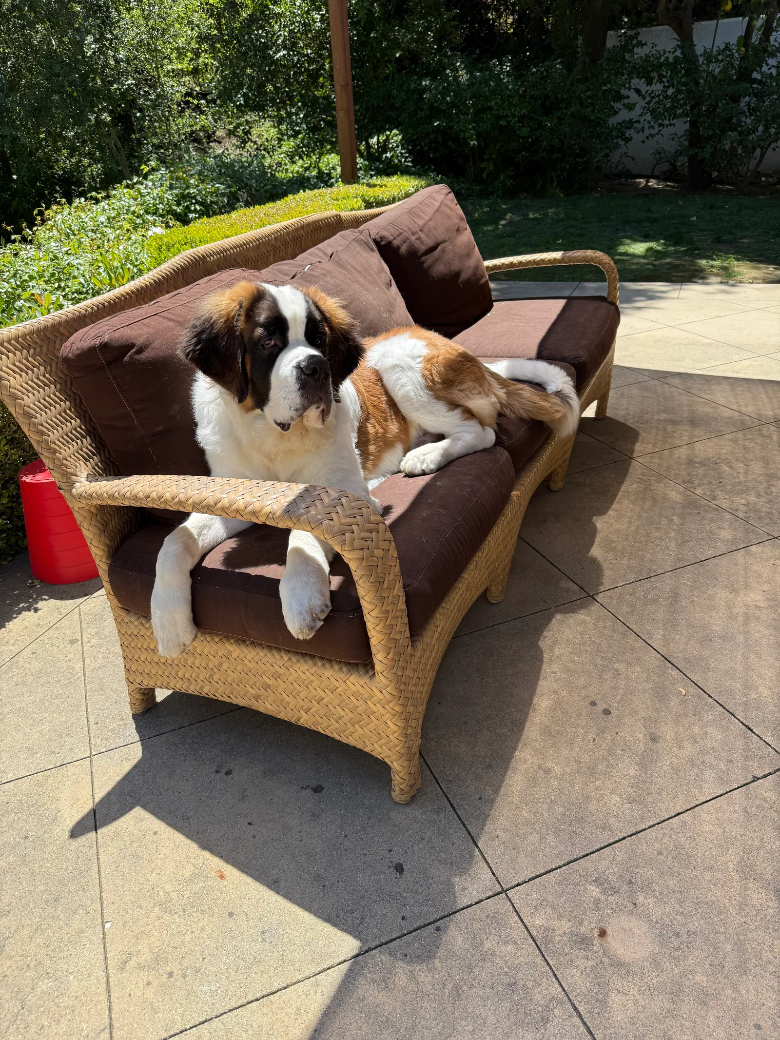 A Saint Bernard dog resting on a wicker patio sofa with brown cushions outdoors.