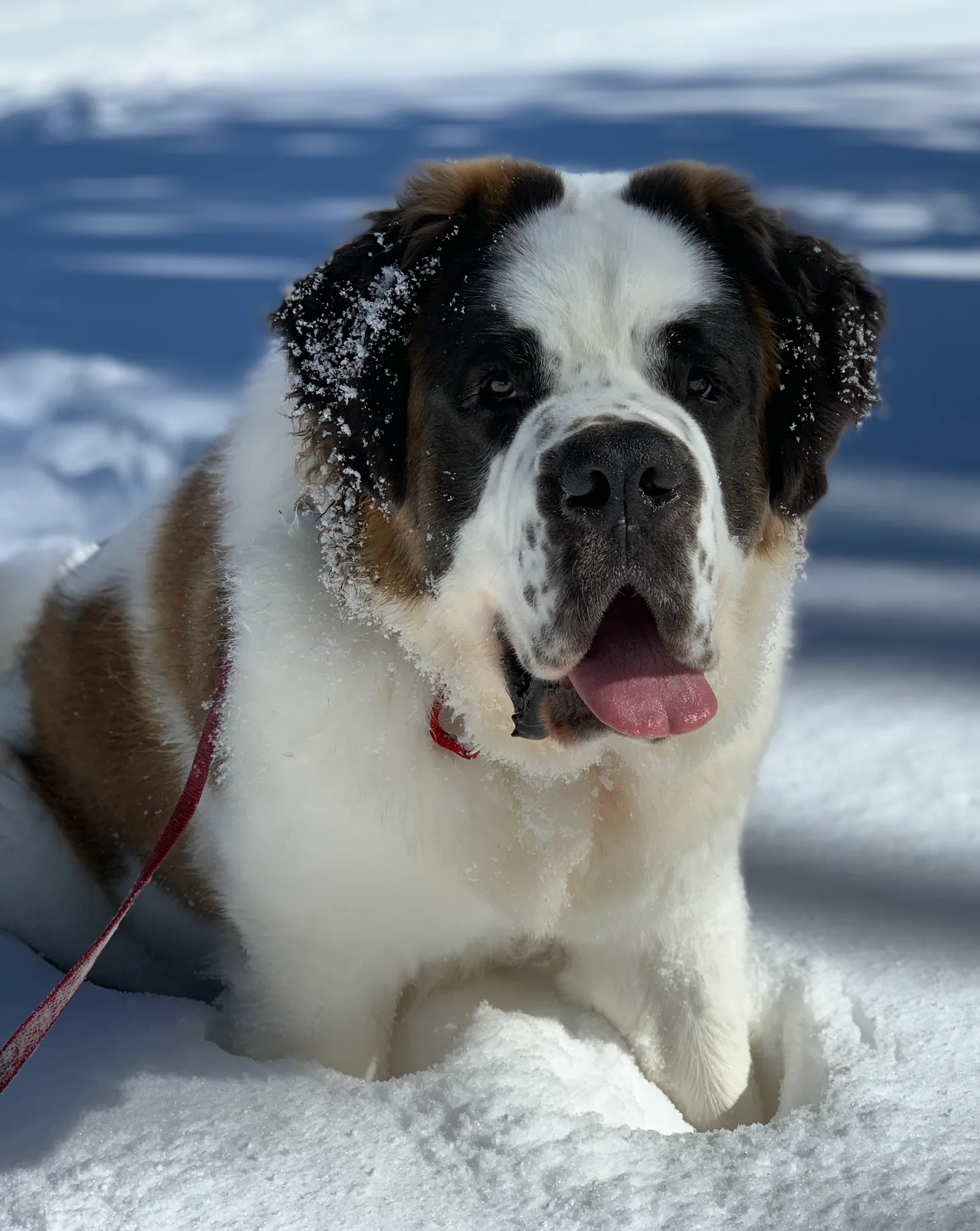 Saint Bernard dog with snow on its face sitting in snow, tongue out, on a red leash