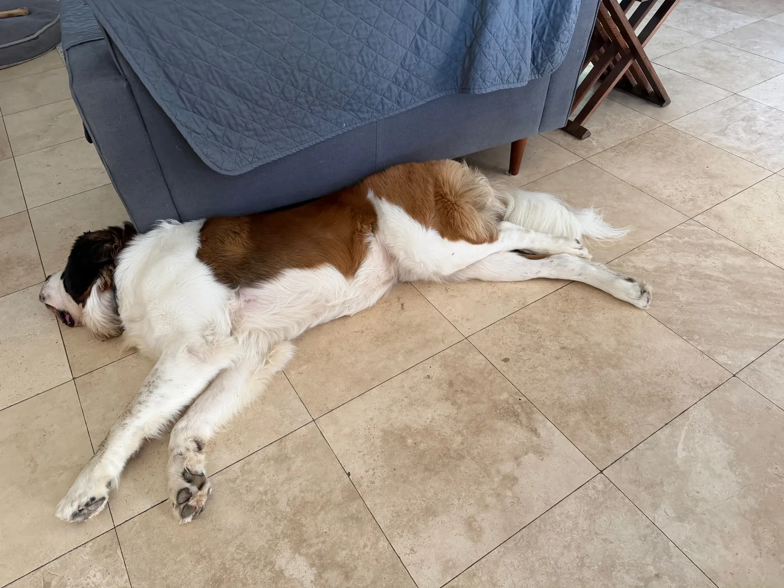 Magnus, a Saint Bernard, lies sprawled across a tile floor, partly under the edge of a couch.