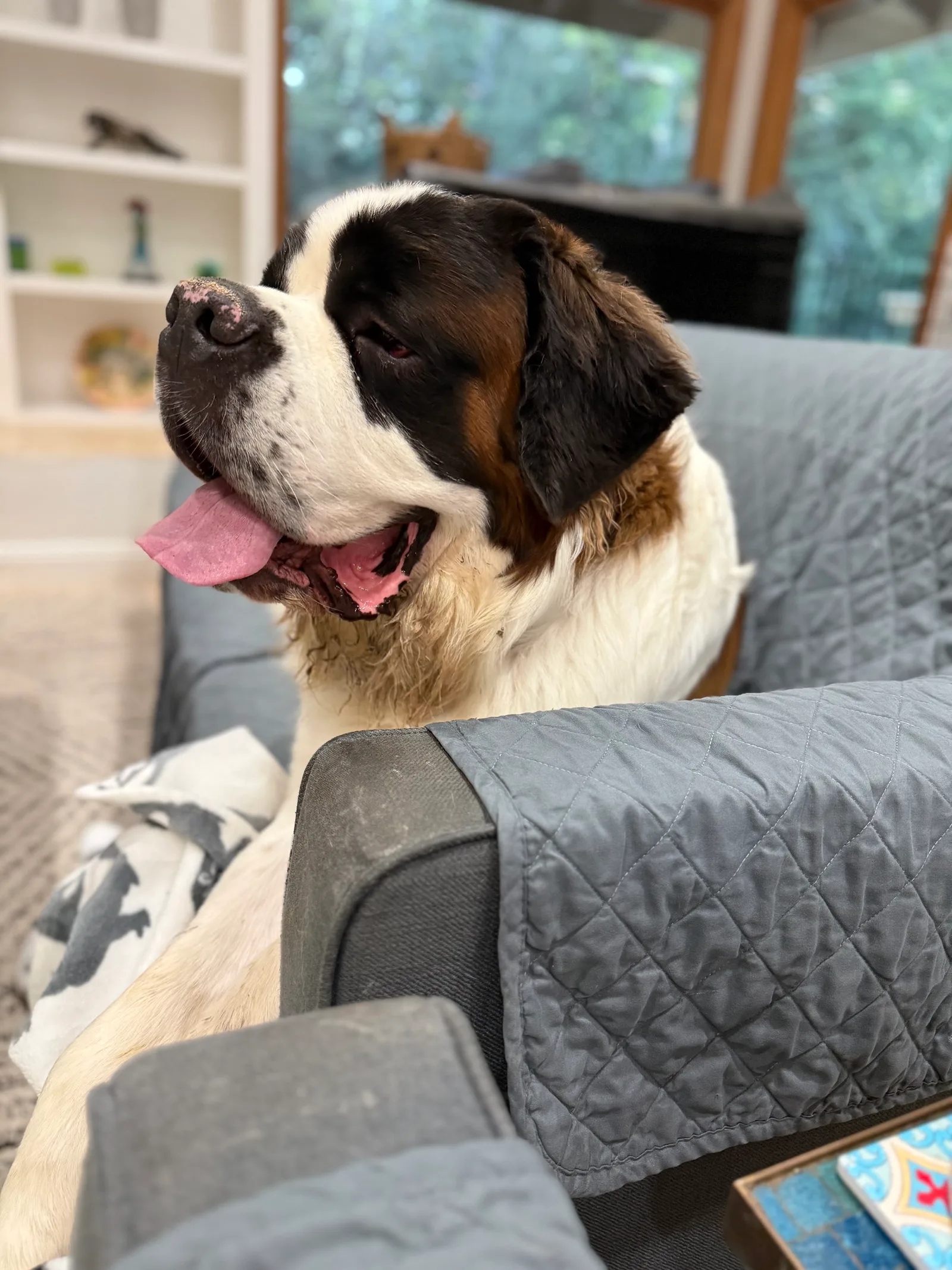 Magnus in profile on a gray armchair, tongue out and eyes half closed, his white chest fur visibly muddy.