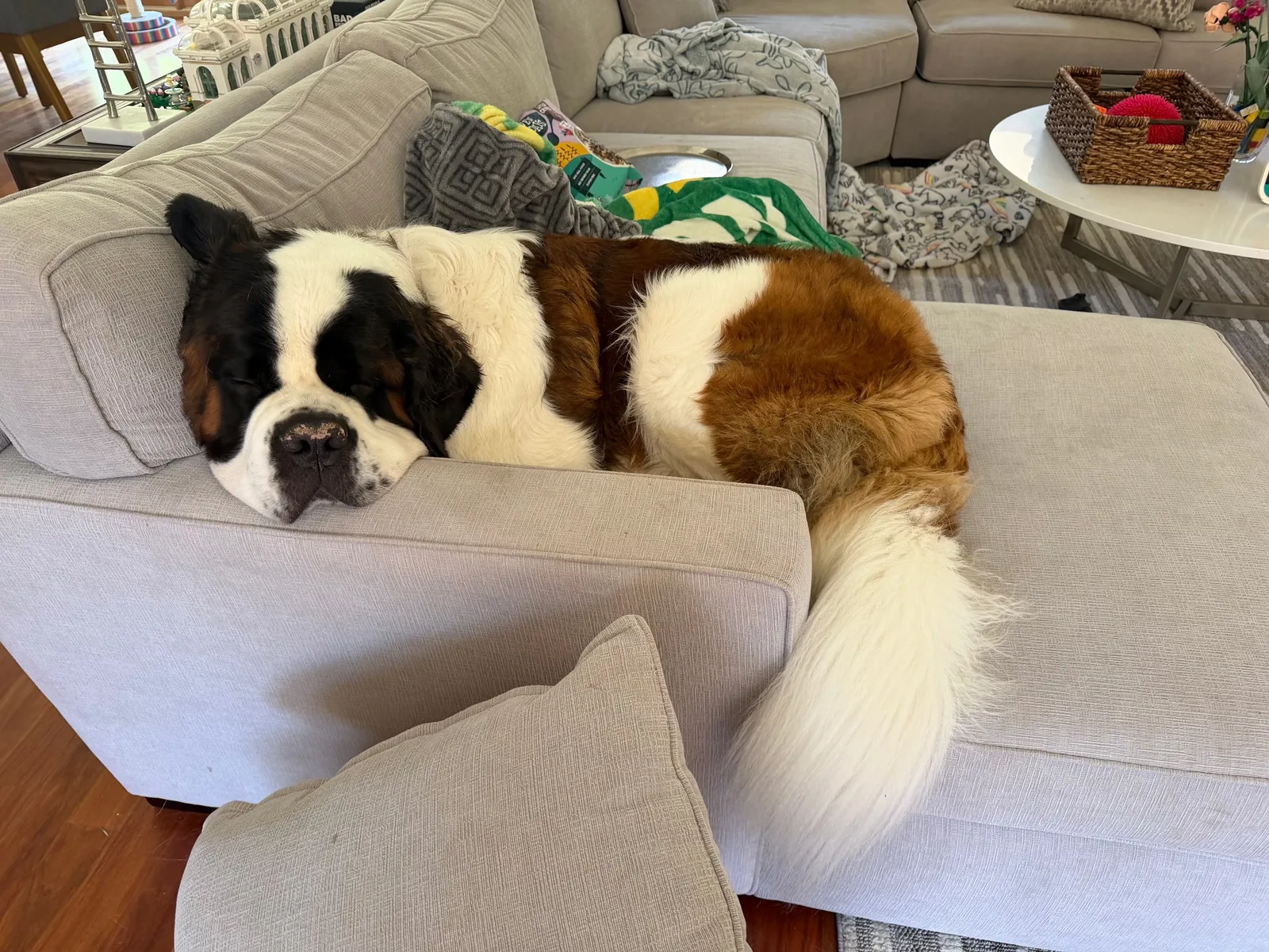 Magnus, a Saint Bernard, curls up on a light gray sectional with his chin resting on the arm and his fluffy tail stretched across the chaise.