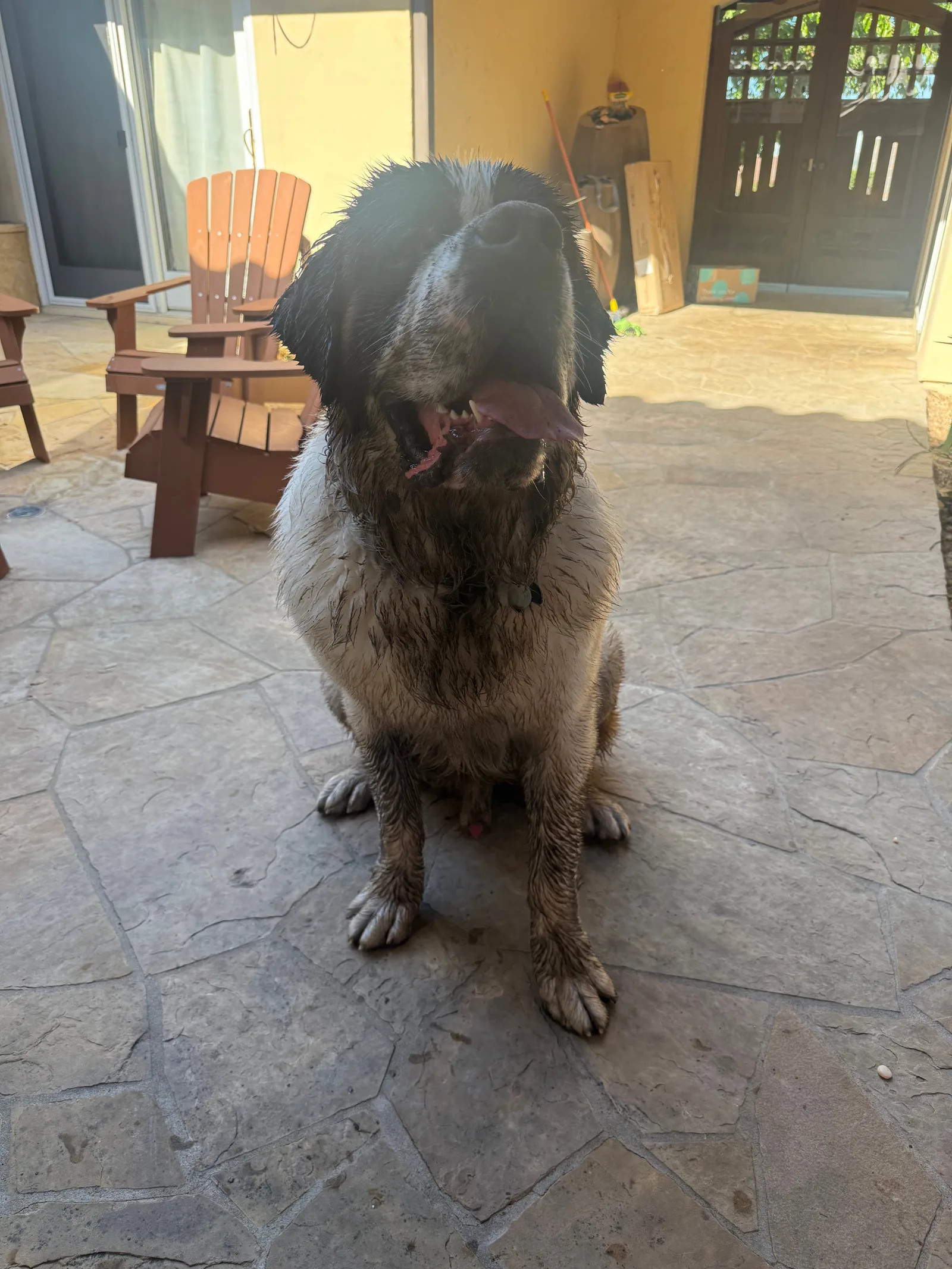 Large white and gray dog sitting on a stone patio in sunlight near a doorway.