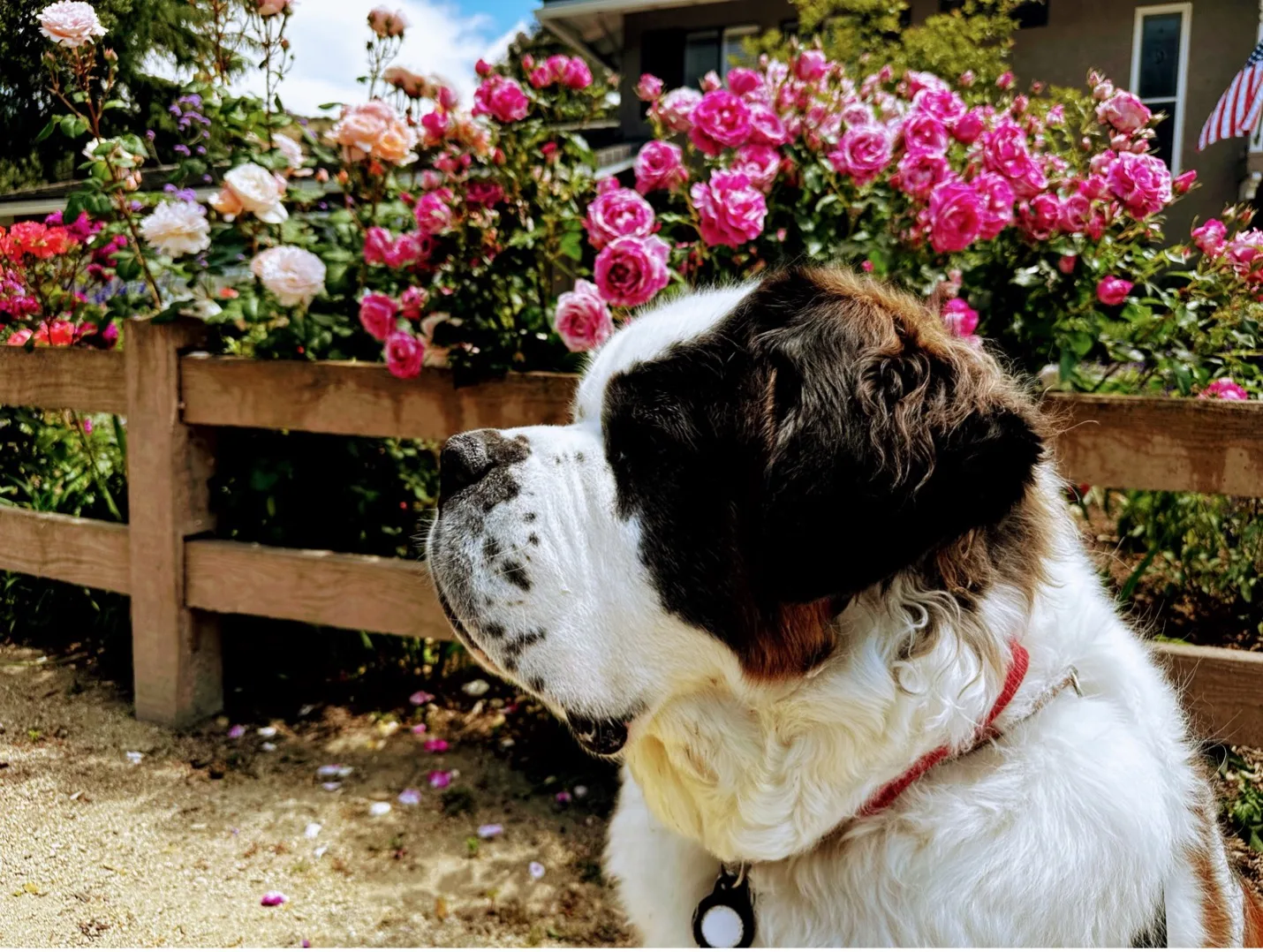 Saint Bernard dog sitting beside a wooden fence with pink roses in bright sunlight.
