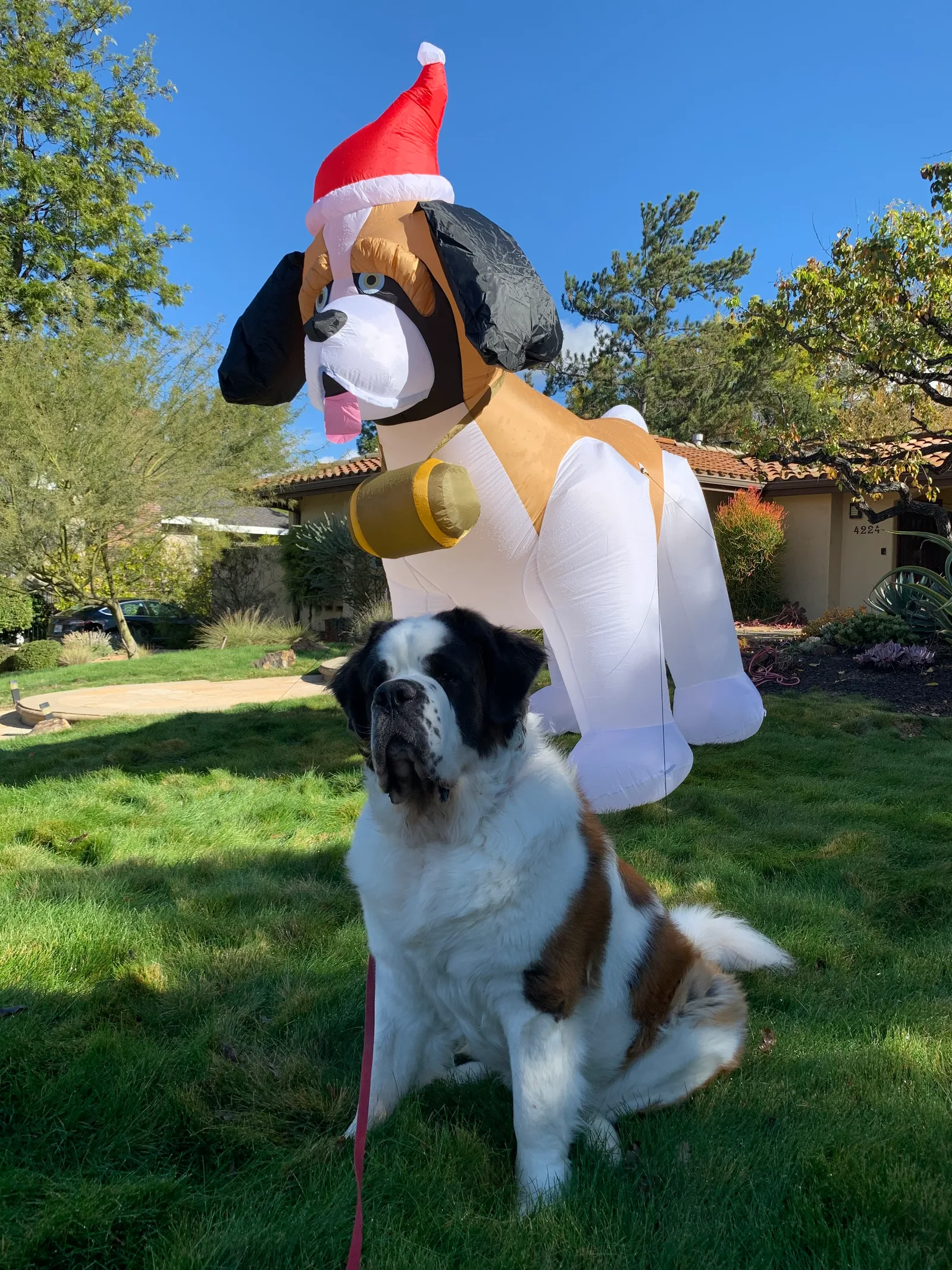 Saint Bernard dog sitting on grass in front of a large inflatable Santa-hatted dog decoration