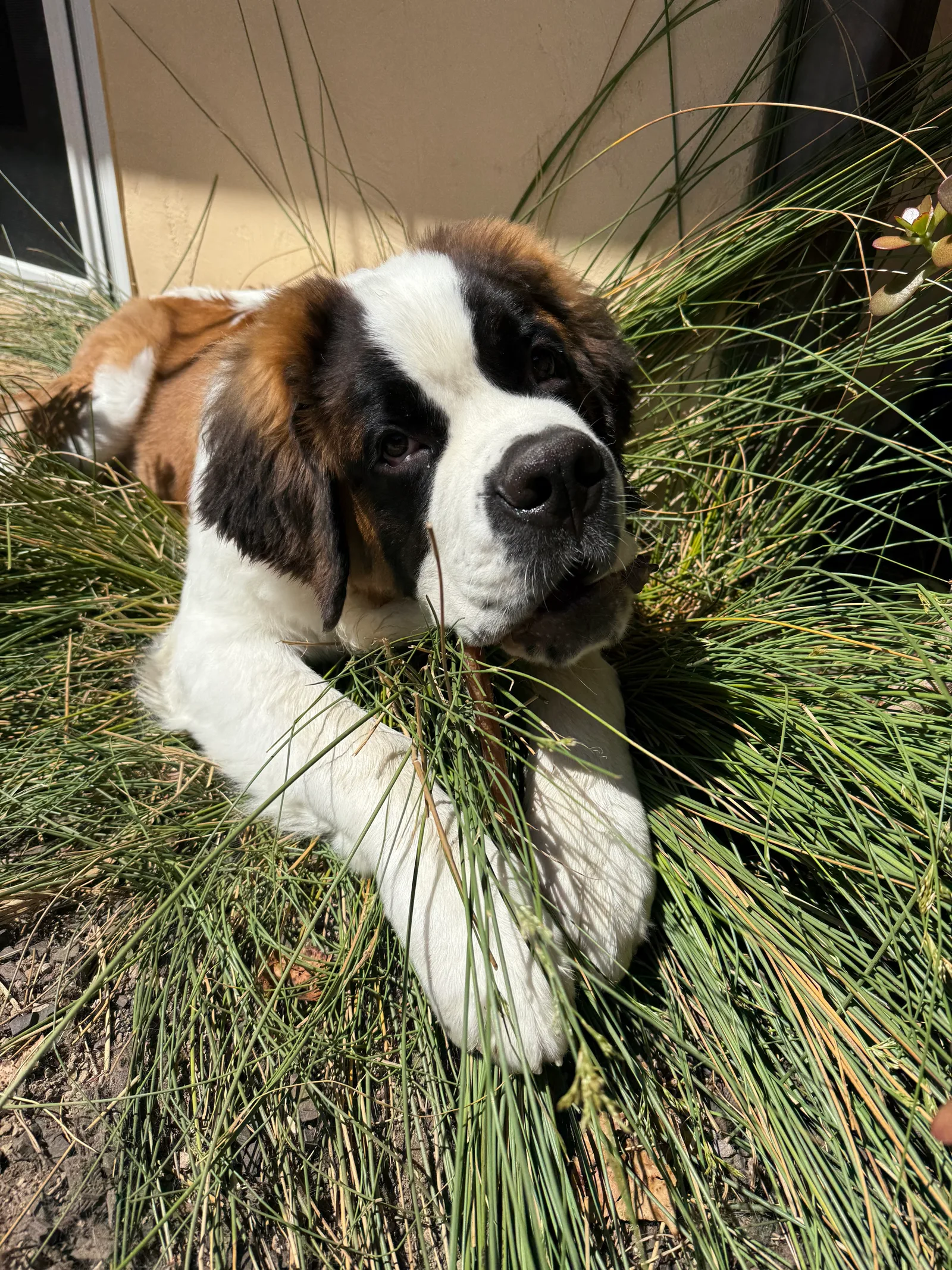 A Saint Bernard puppy lying in tall ornamental grass in sunlight.