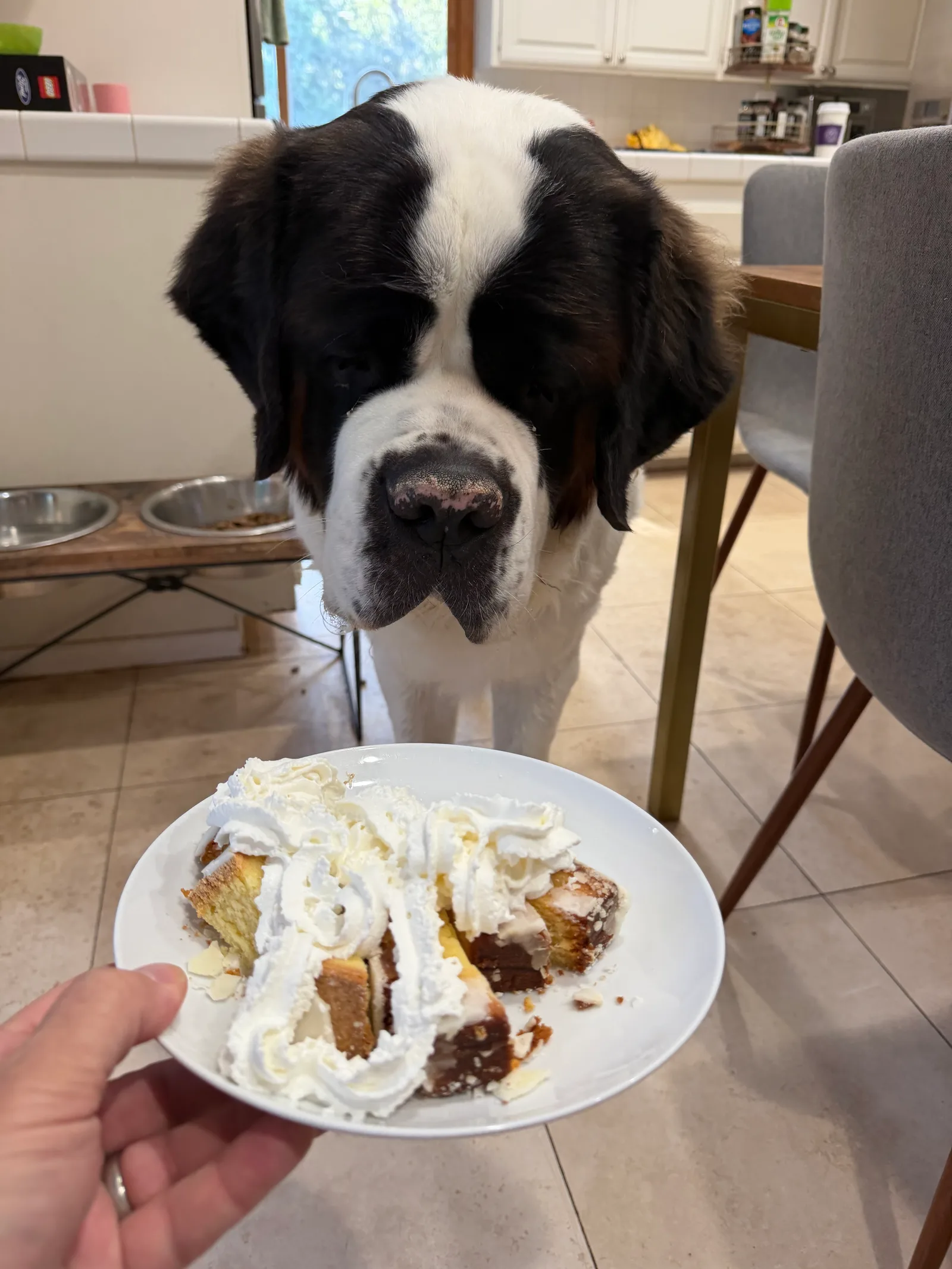 Magnus stands in a kitchen staring intently down at a plate of sliced lemon loaf cake piled with whipped cream, held up by Steve in the foreground.
