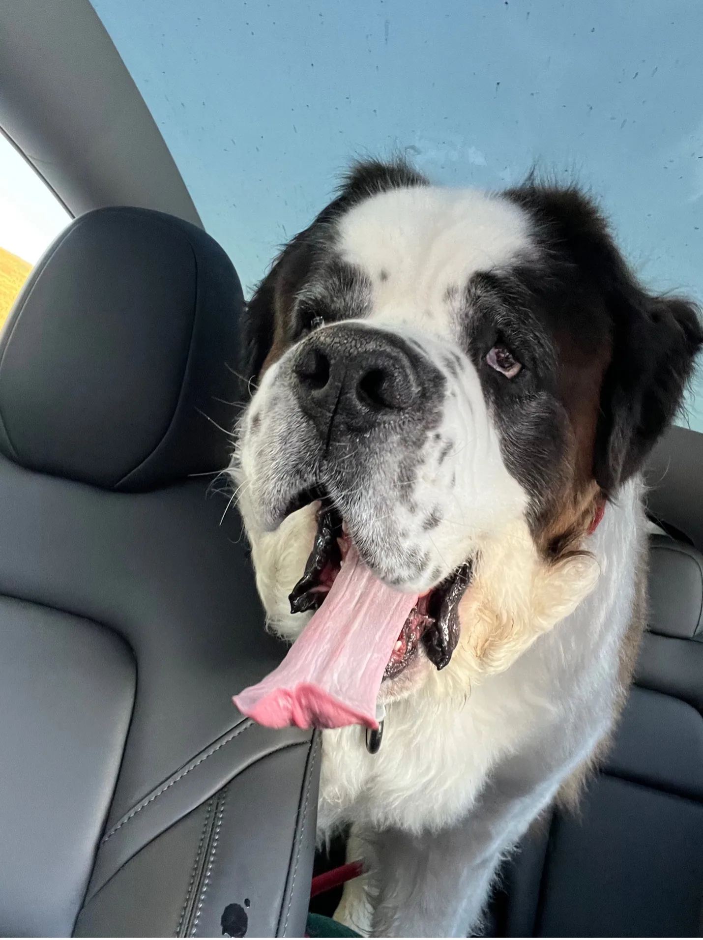 Saint Bernard dog sitting in a car seat with tongue out