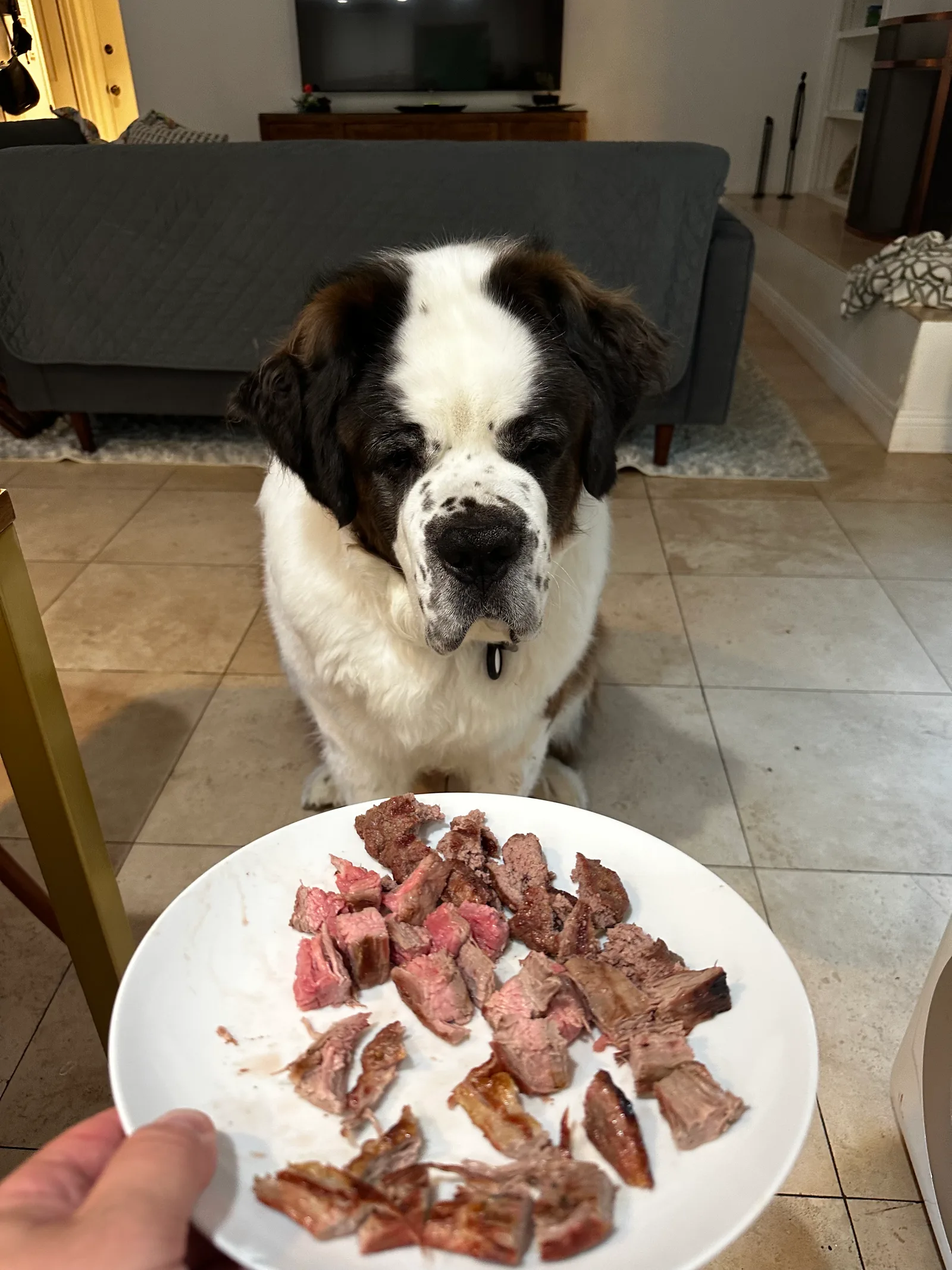 Saint Bernard dog sitting on a tile floor watching a plate of sliced cooked steak.