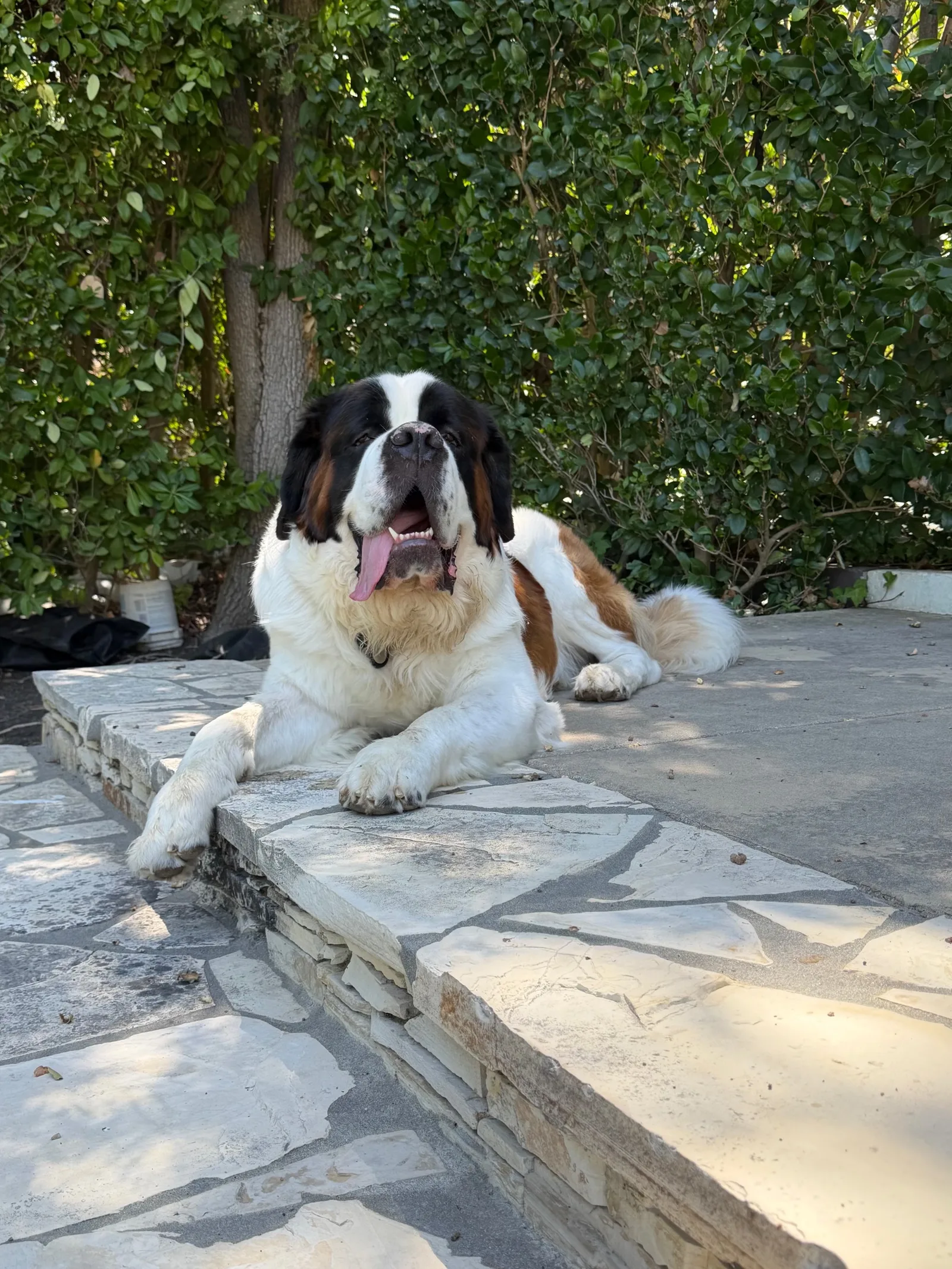 Magnus lying on a shaded flagstone patio beside a tall hedge, front paws hanging over the edge of the step and tongue out in the heat.